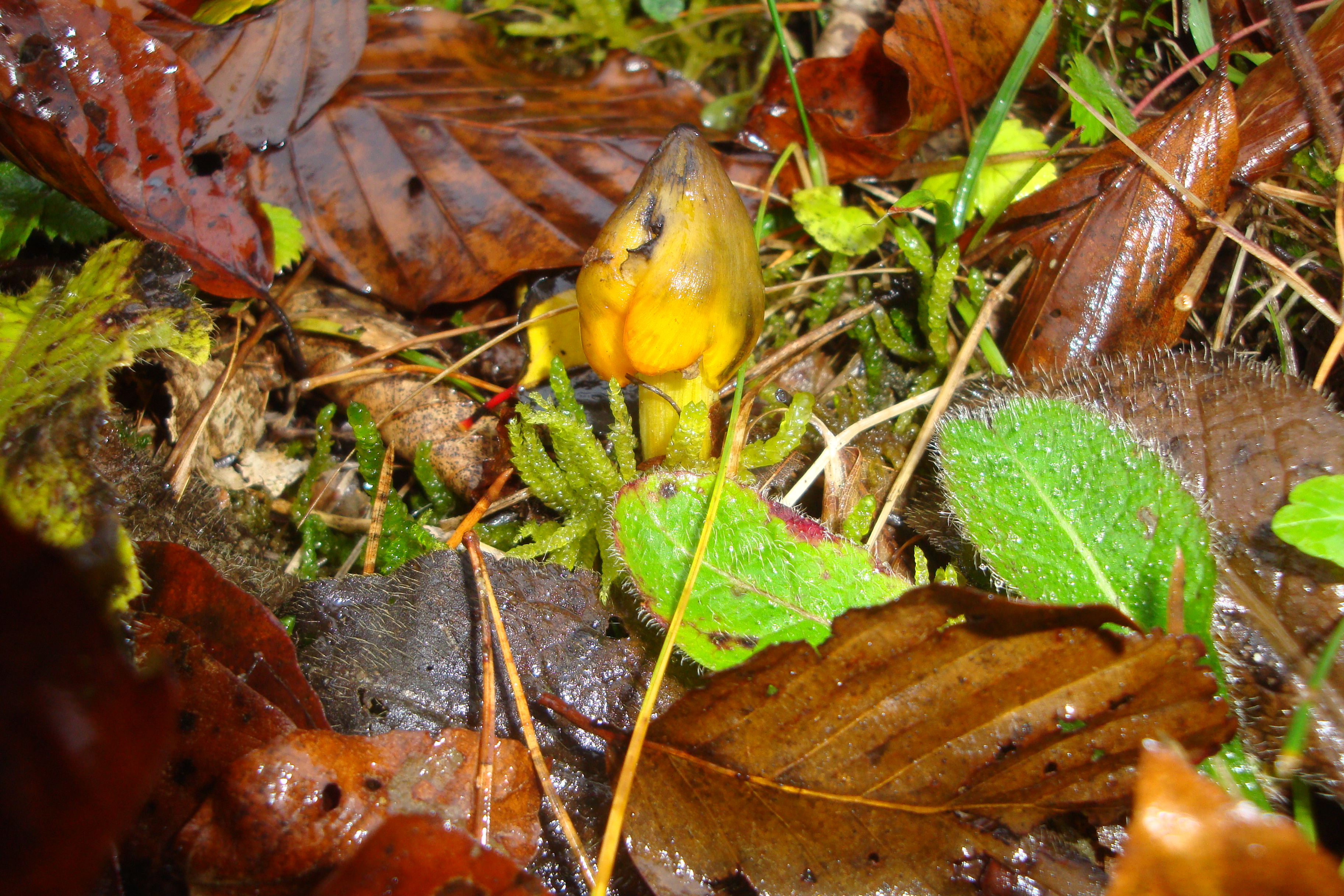 20112017230852 3323 art 185 hygrocybe conica