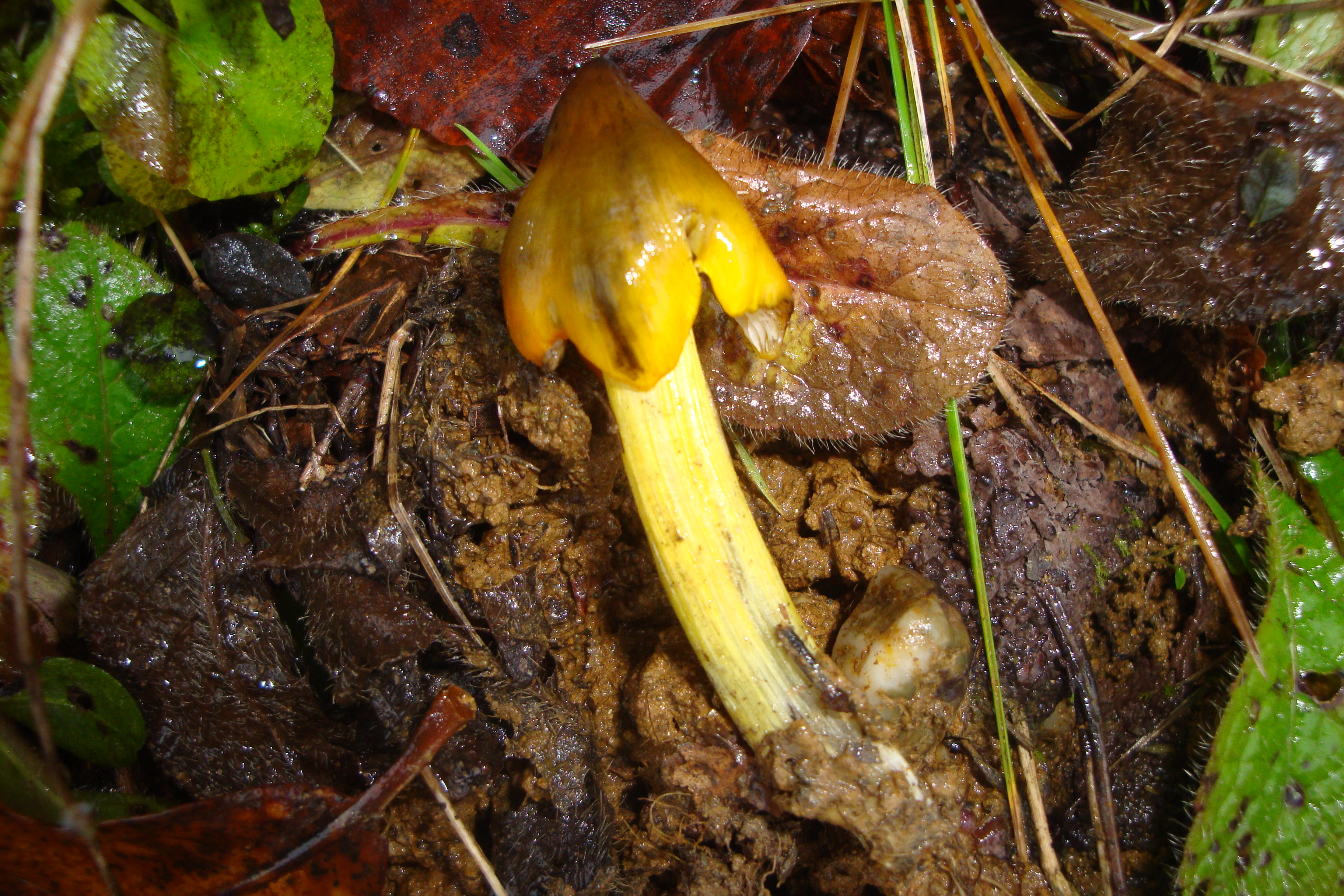 20112017231031 3324 art 185 hygrocybe conica1