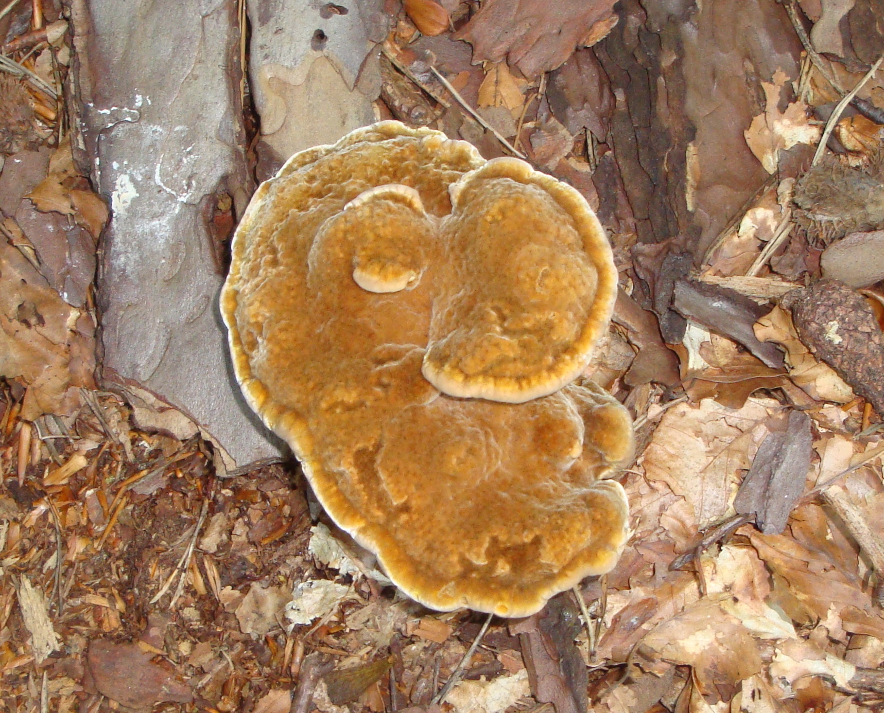 20112017232852 3326 art 1974 kiefern braunporling