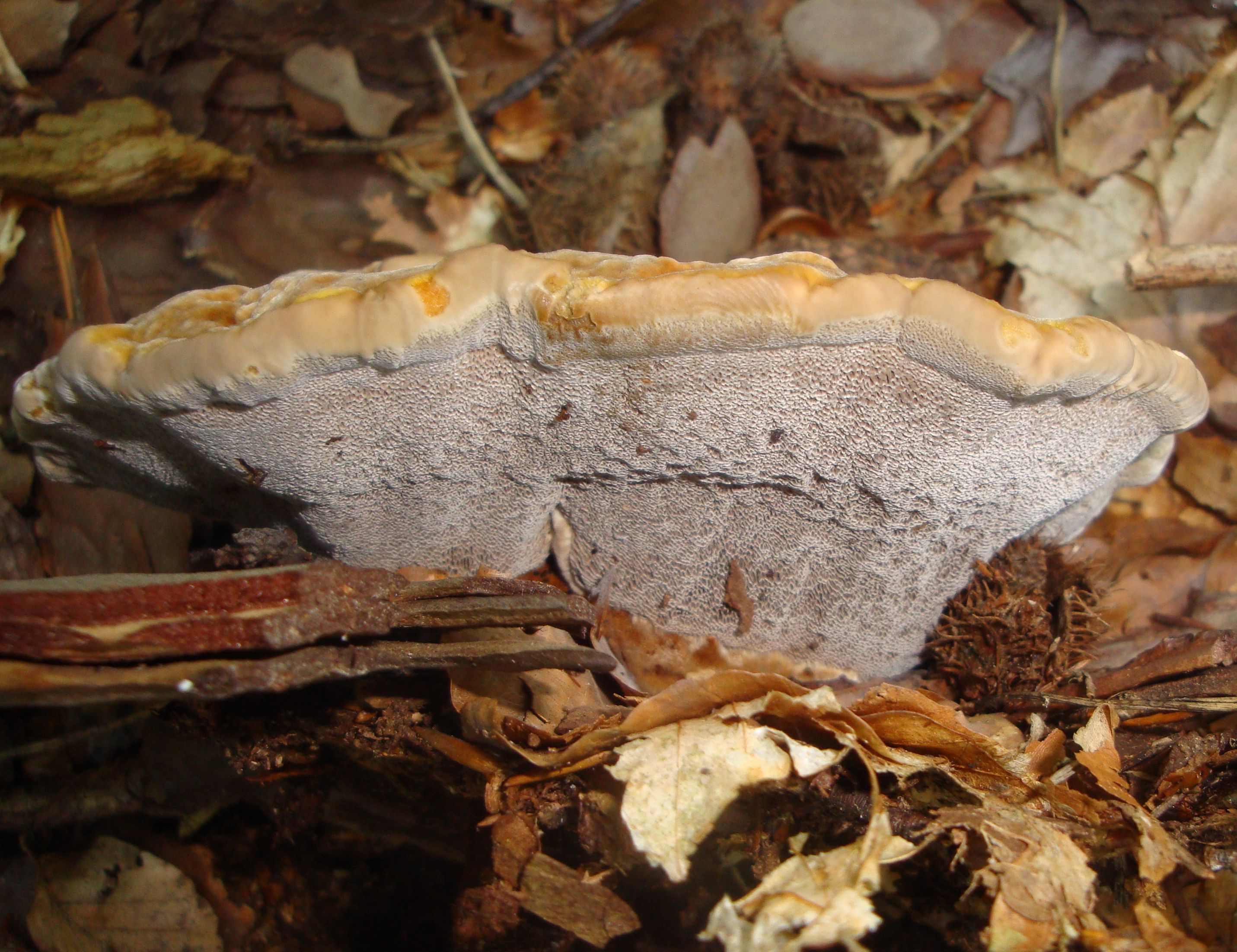 20112017233156 3327 art 1974 kiefern braunporling unten