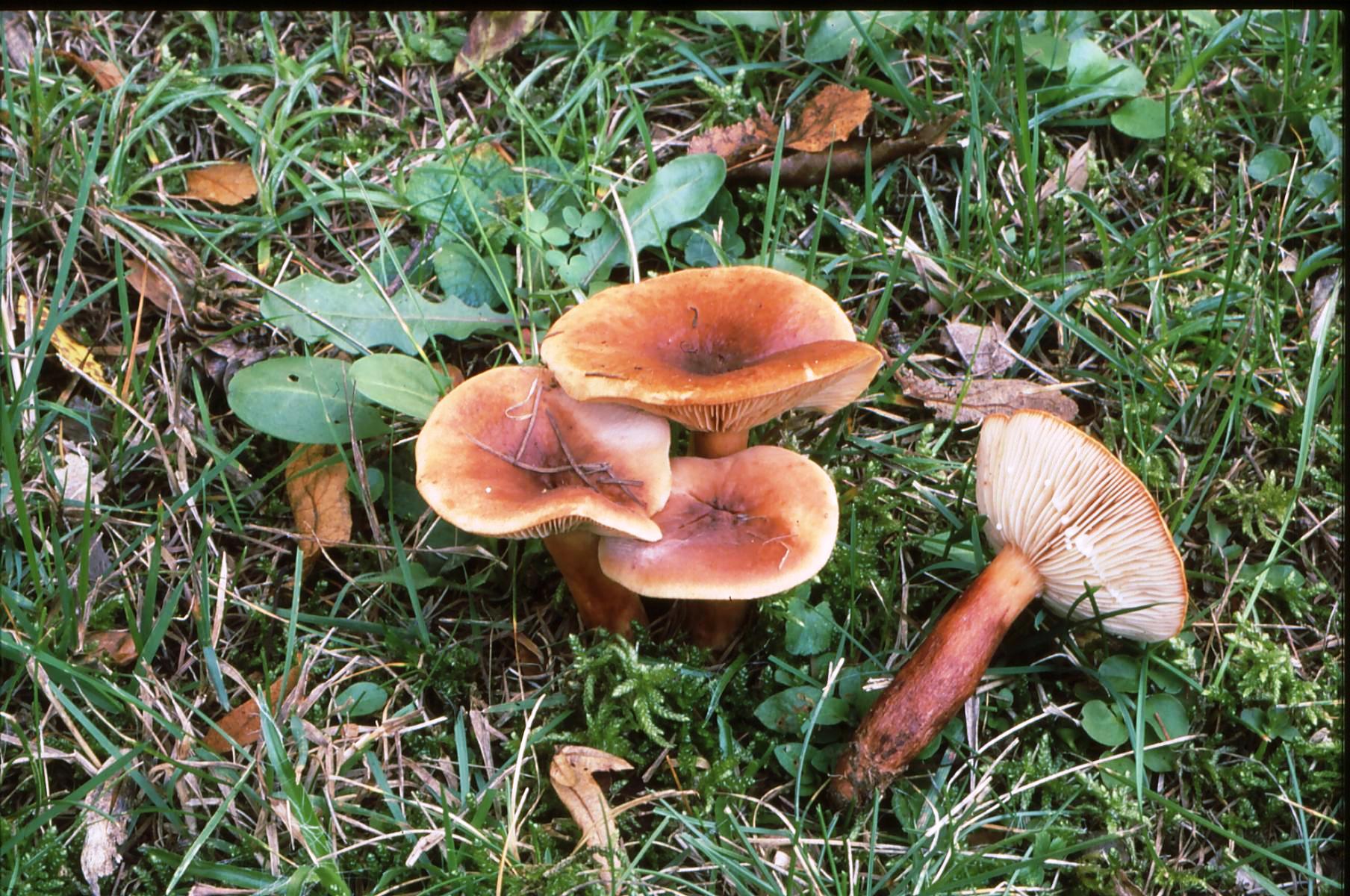 21022018132129 3454 art 2089 l. aurantiacus