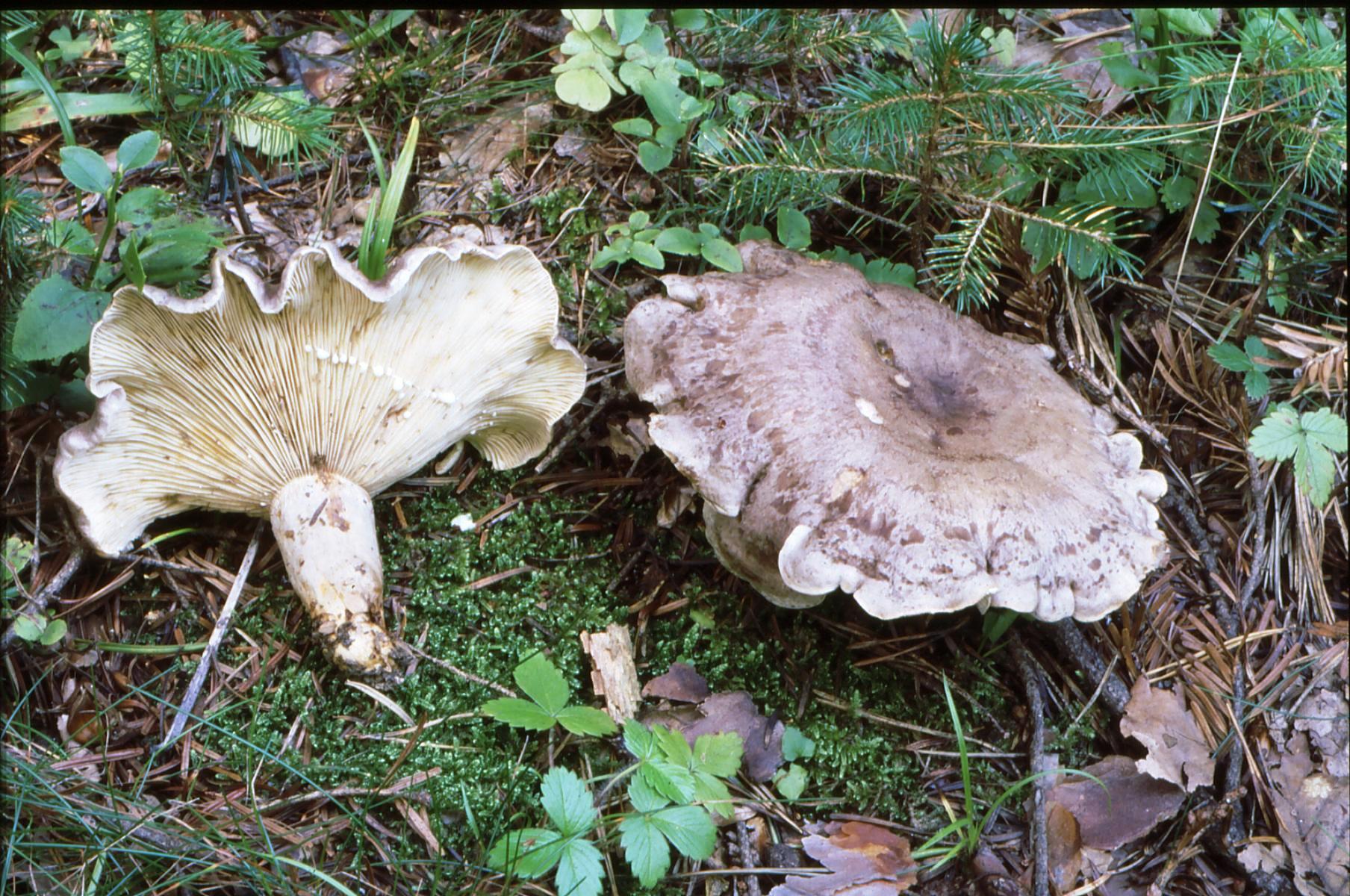 21022018132852 3455 art 2090 l. blennius