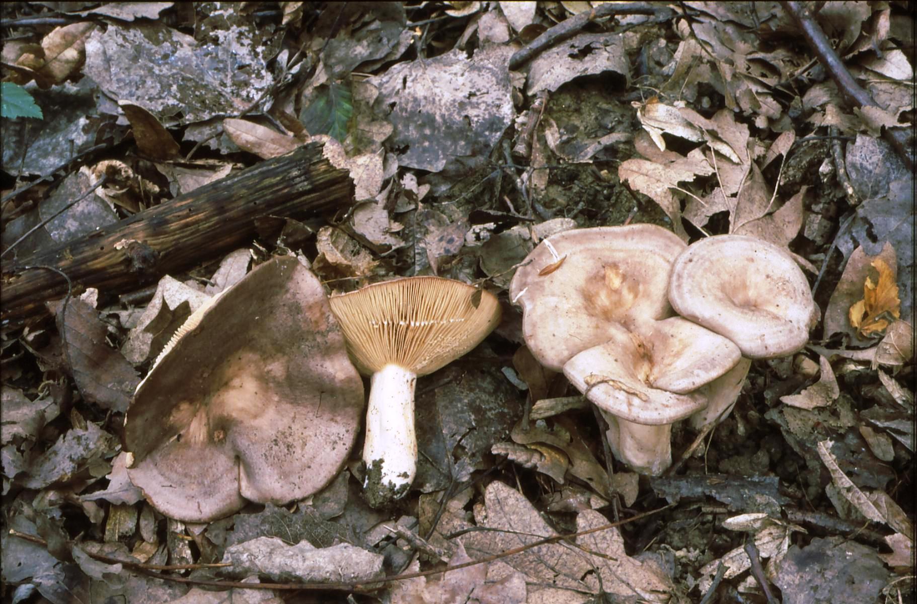 21022018133525 3456 art 2091 l. circellatus