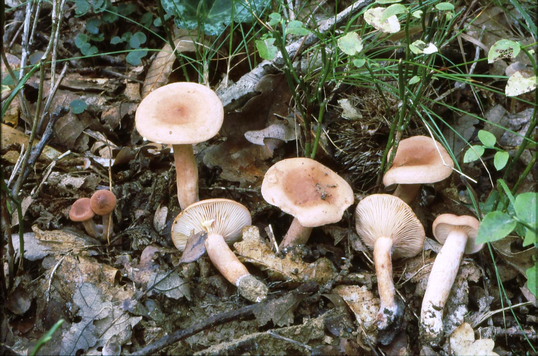 21022018134642 3457 art 2093 l. decipiens