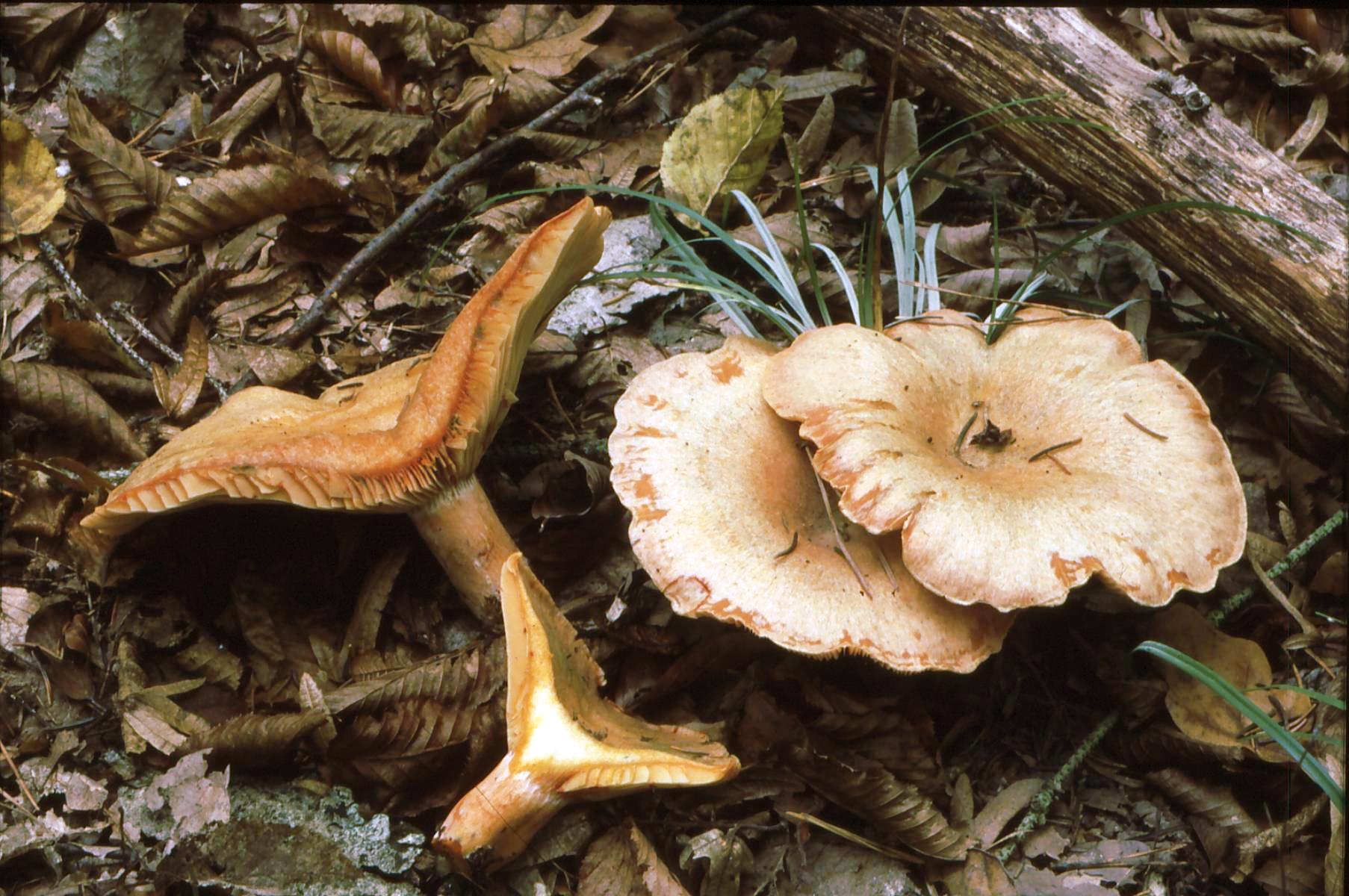 21022018135431 3458 art 2094 l. deterrimus