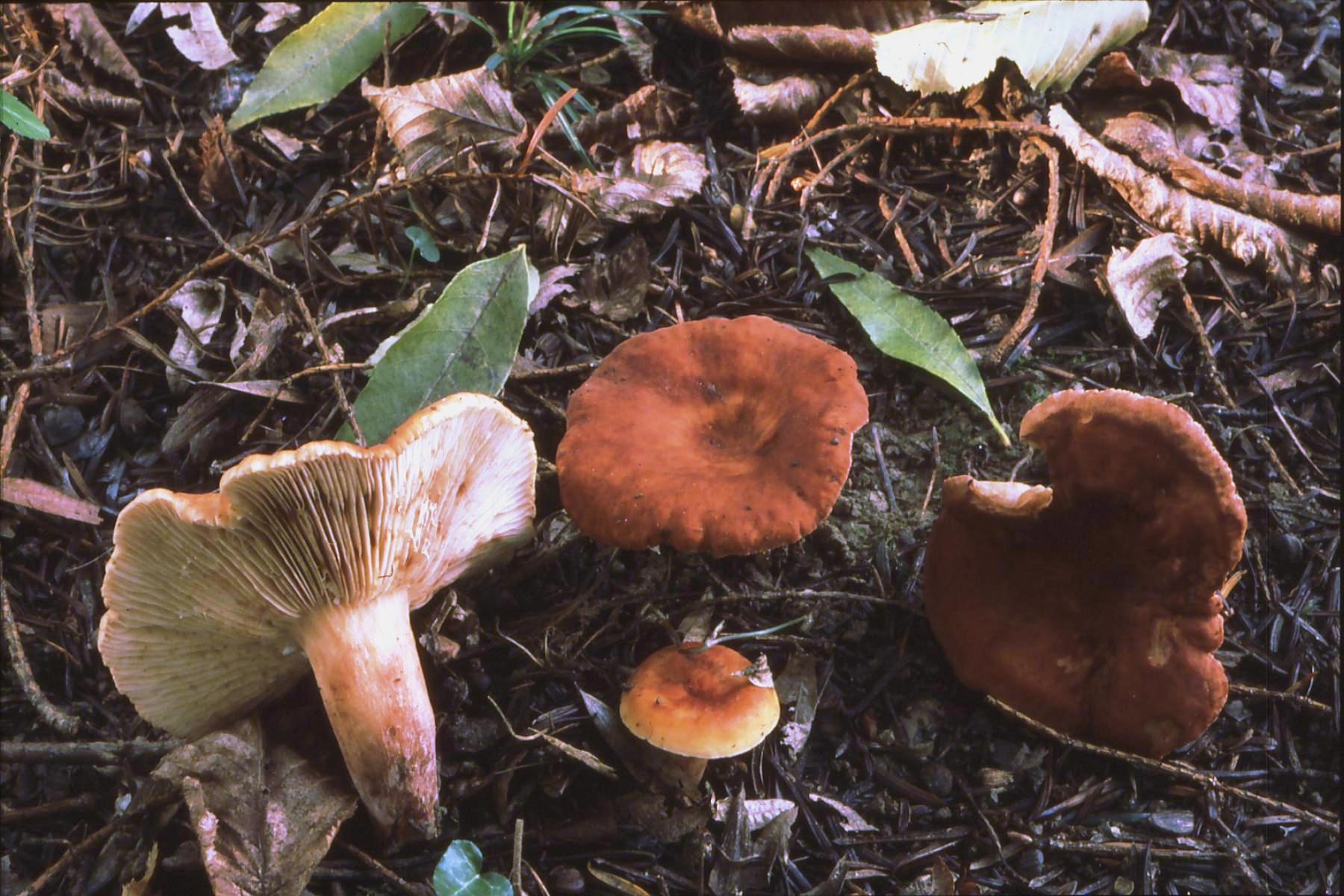 21022018140051 3459 art 2095 l. fulvissimus