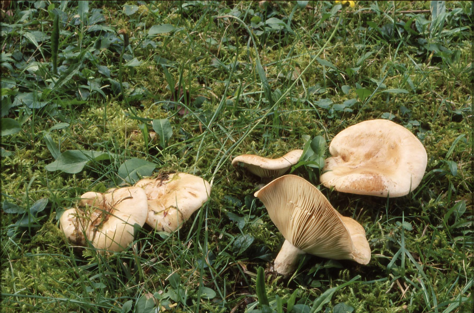 21022018140732 3460 art 2096 l. pallidus