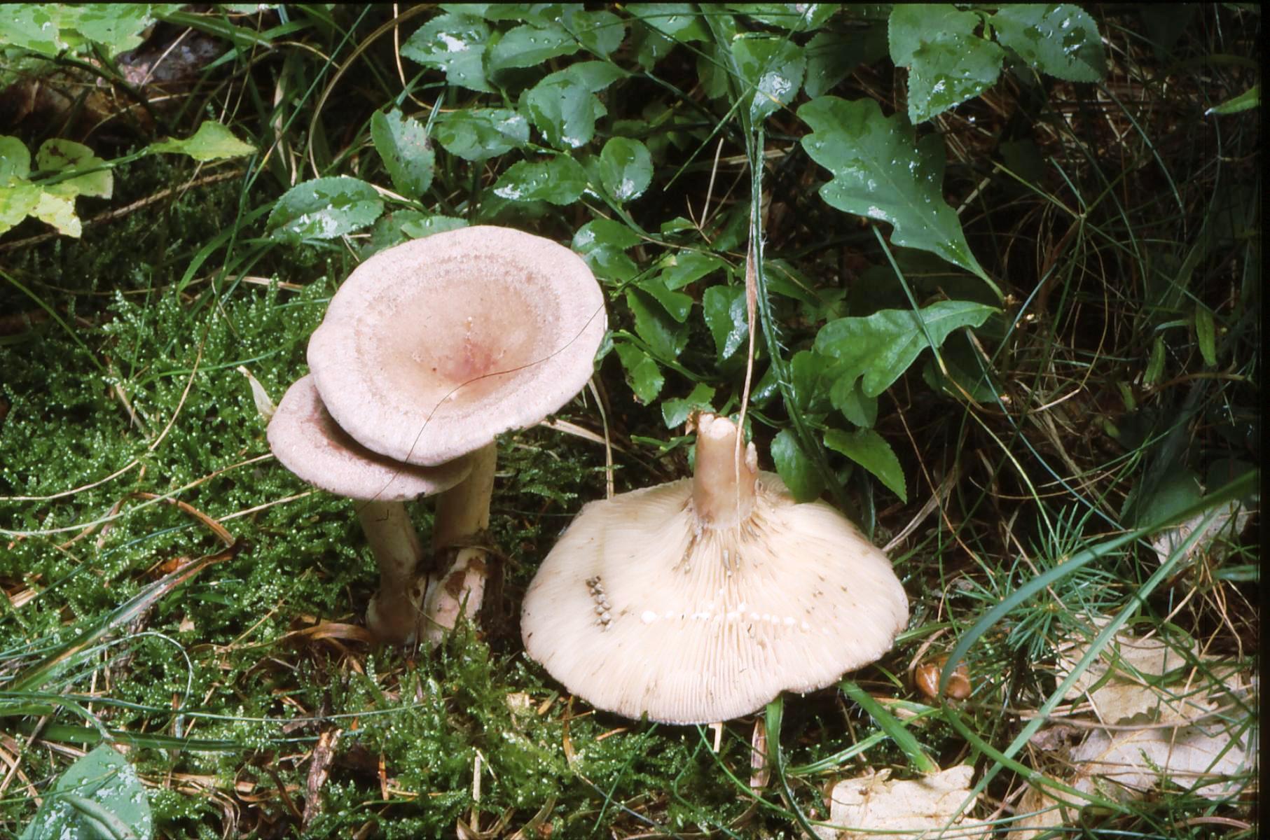 21022018141459 3461 art 2097 l. vietus