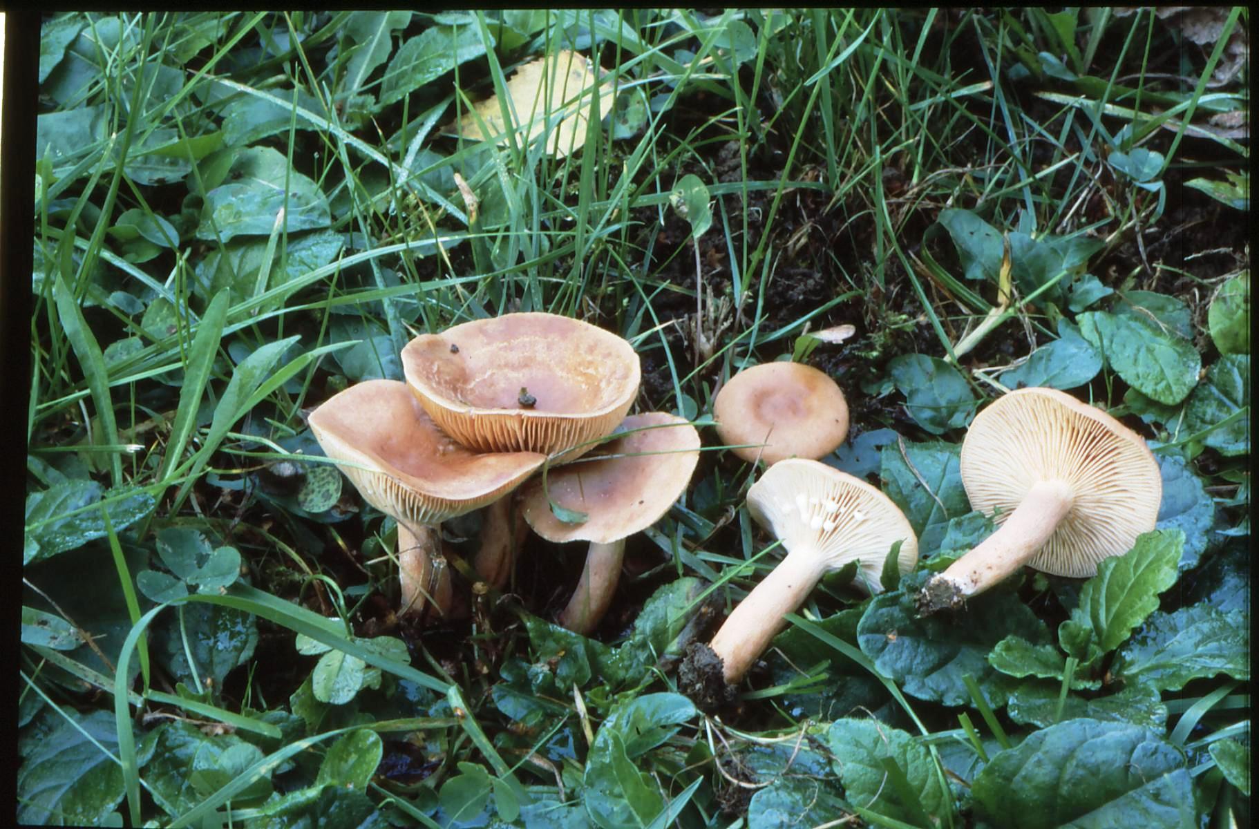 21022018142544 3462 art 2098 l. camphoratus