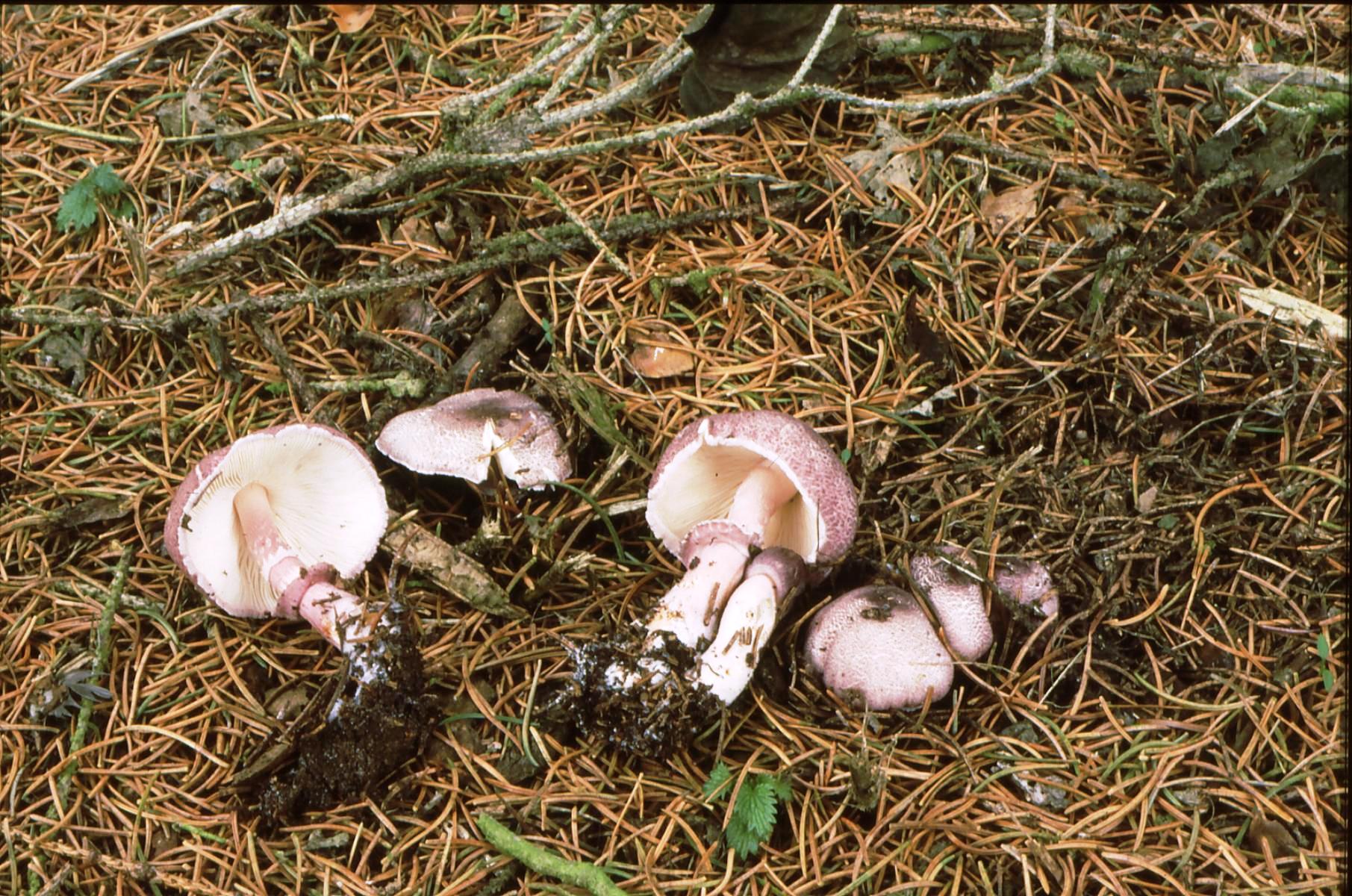 21022018143719 3463 art 2099 l. ionidicolor