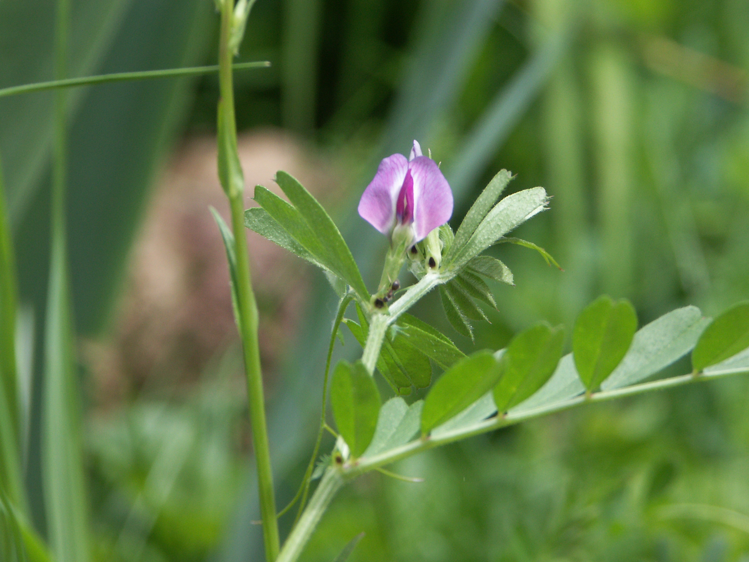 21022018165843 3471 art 1797 pict7278