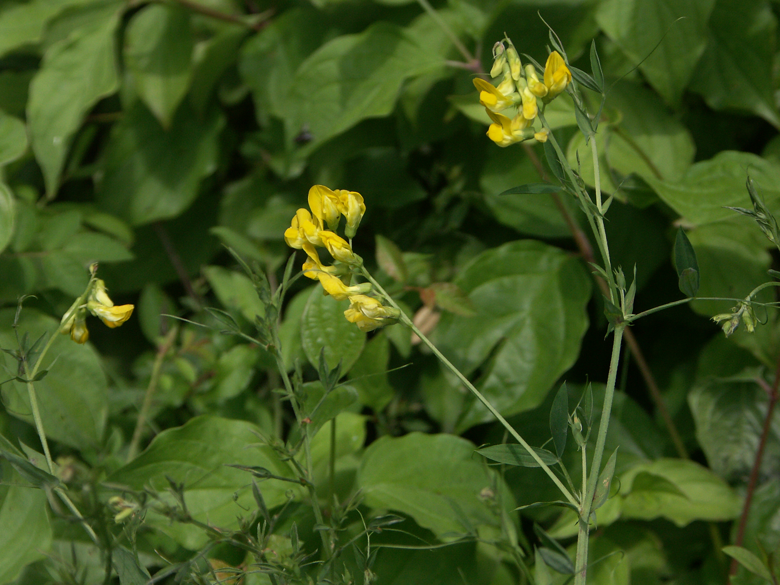 21022018170118 3472 art 1261 pict7853