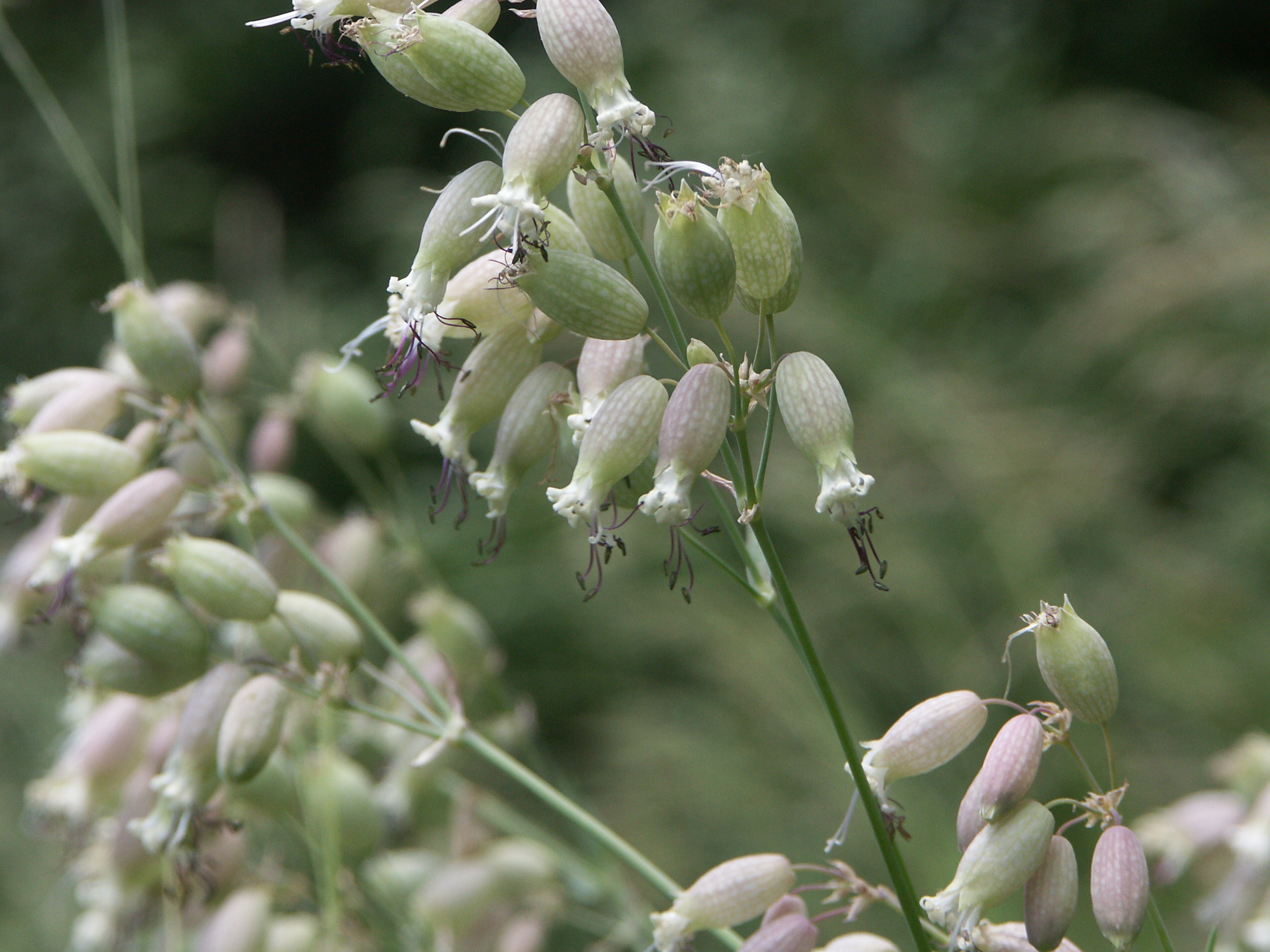 21022018172448 3473 art 2102 pict7944