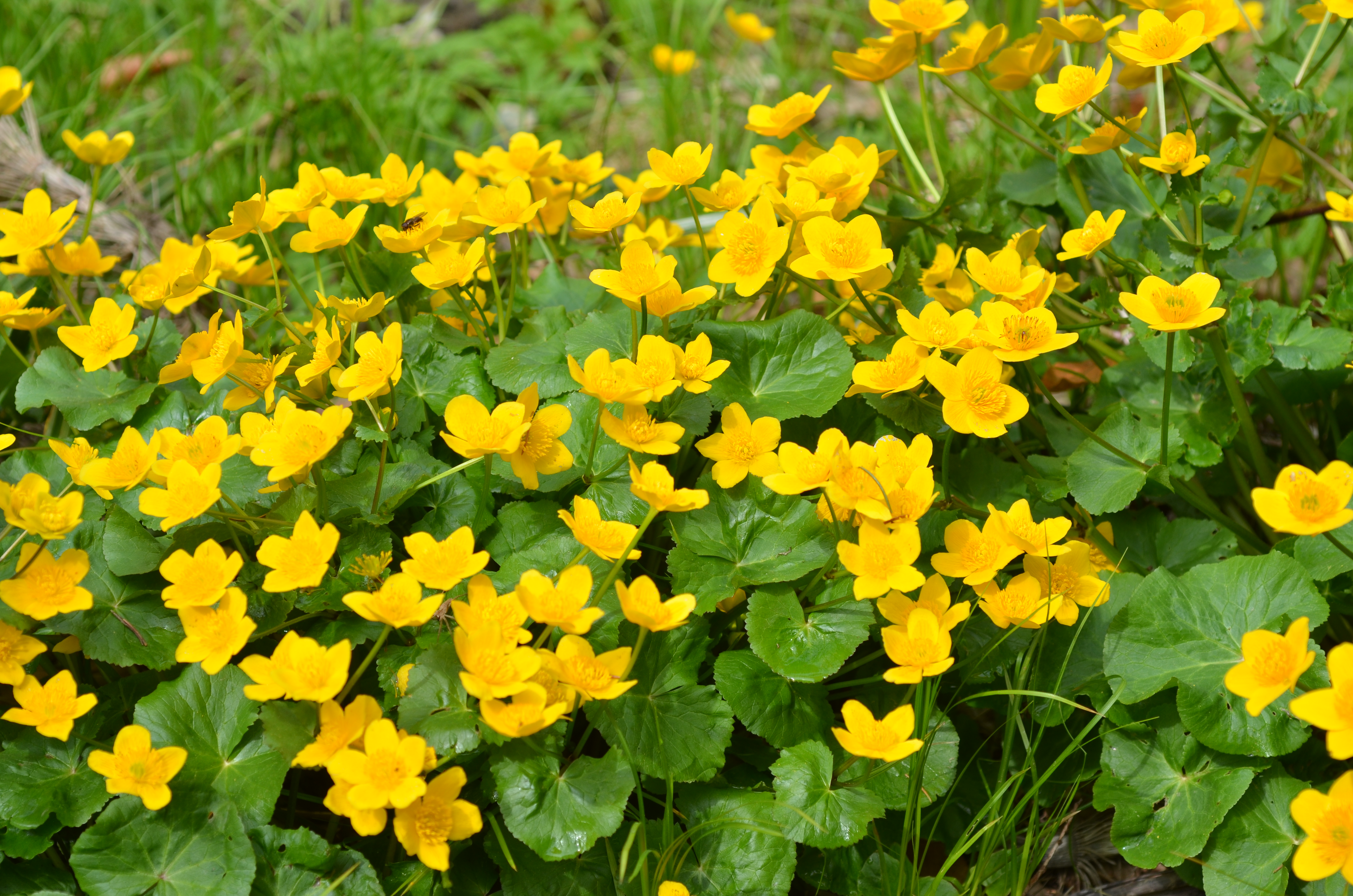 21042013092508 62 art 67 sumpfdotterblume 1