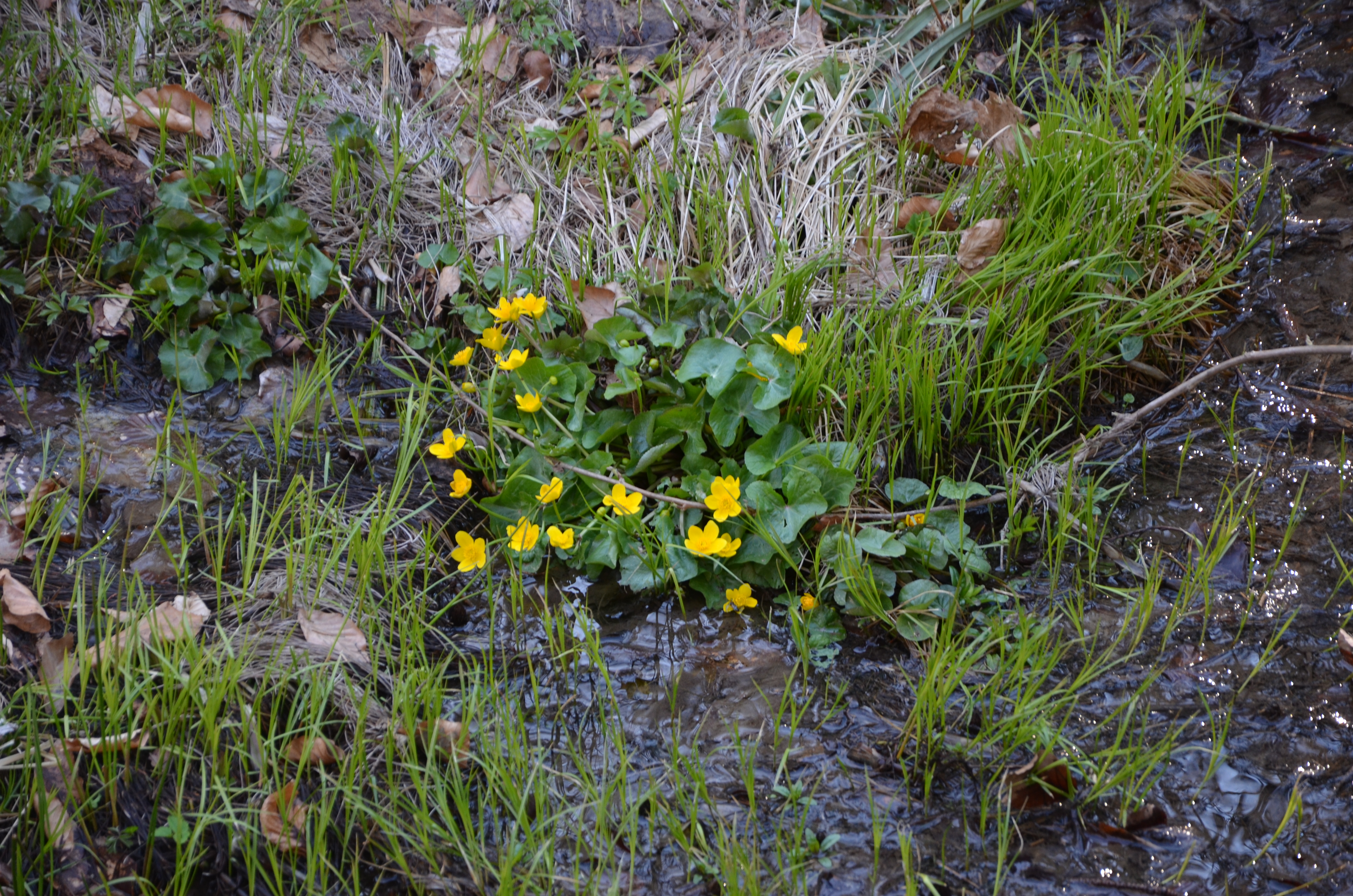 21042013092907 63 art 67 sumpfdotterblume 2