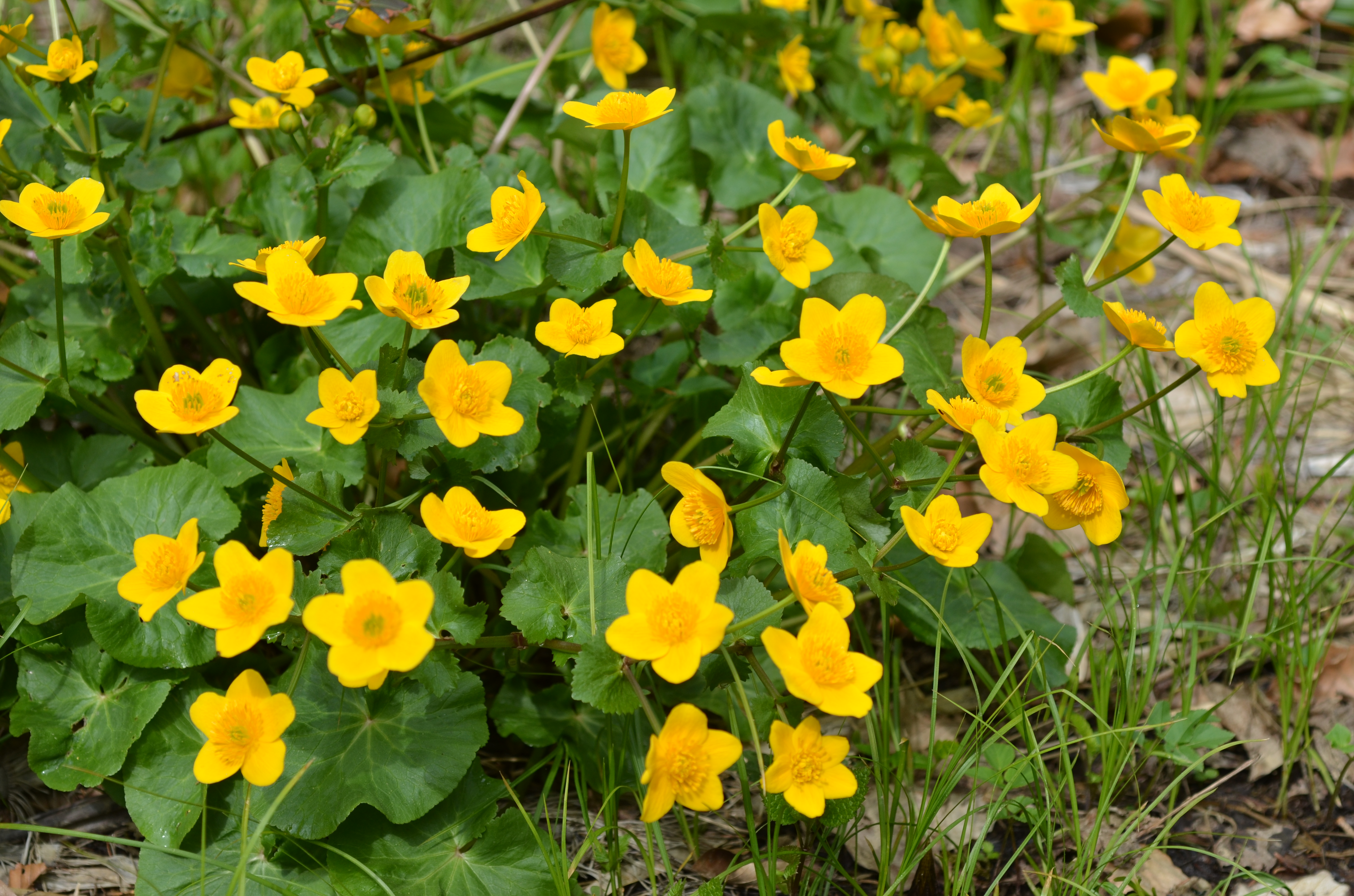 21042013093824 64 art 67 sumpfdotterblume 3