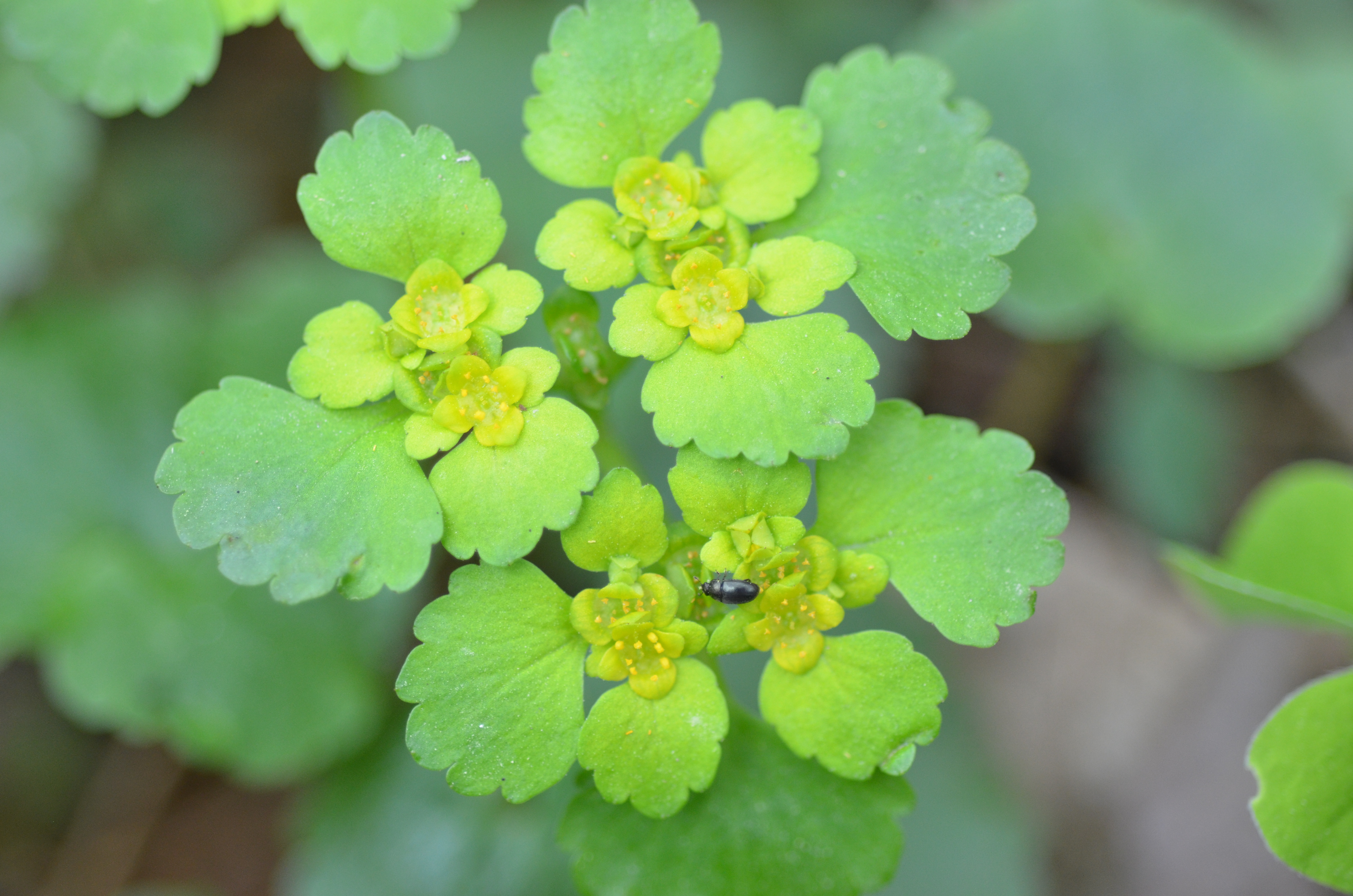 21042013095917 66 art 73 dsc 3113