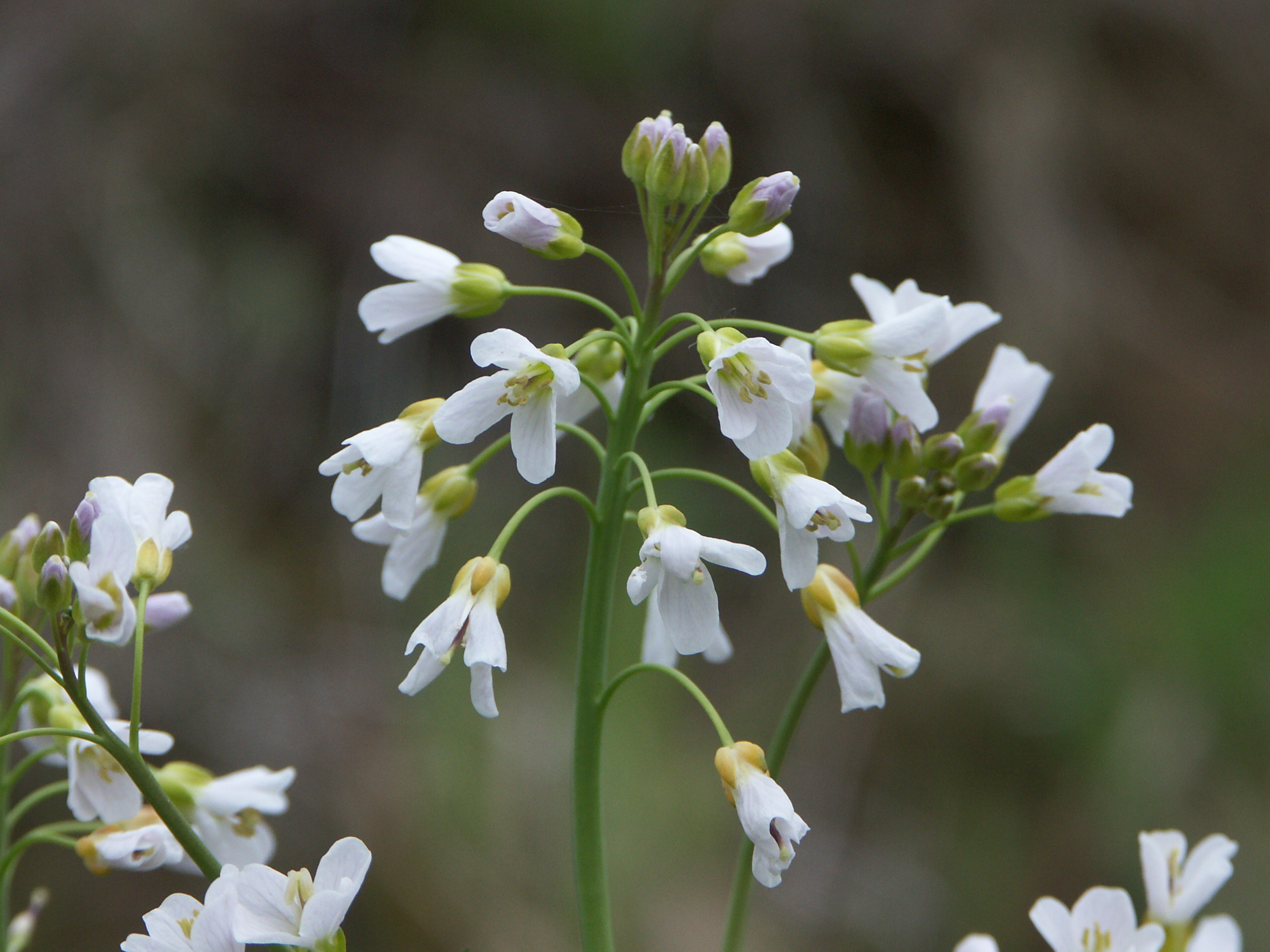 21042014144339 2336 art 1474 pict1063