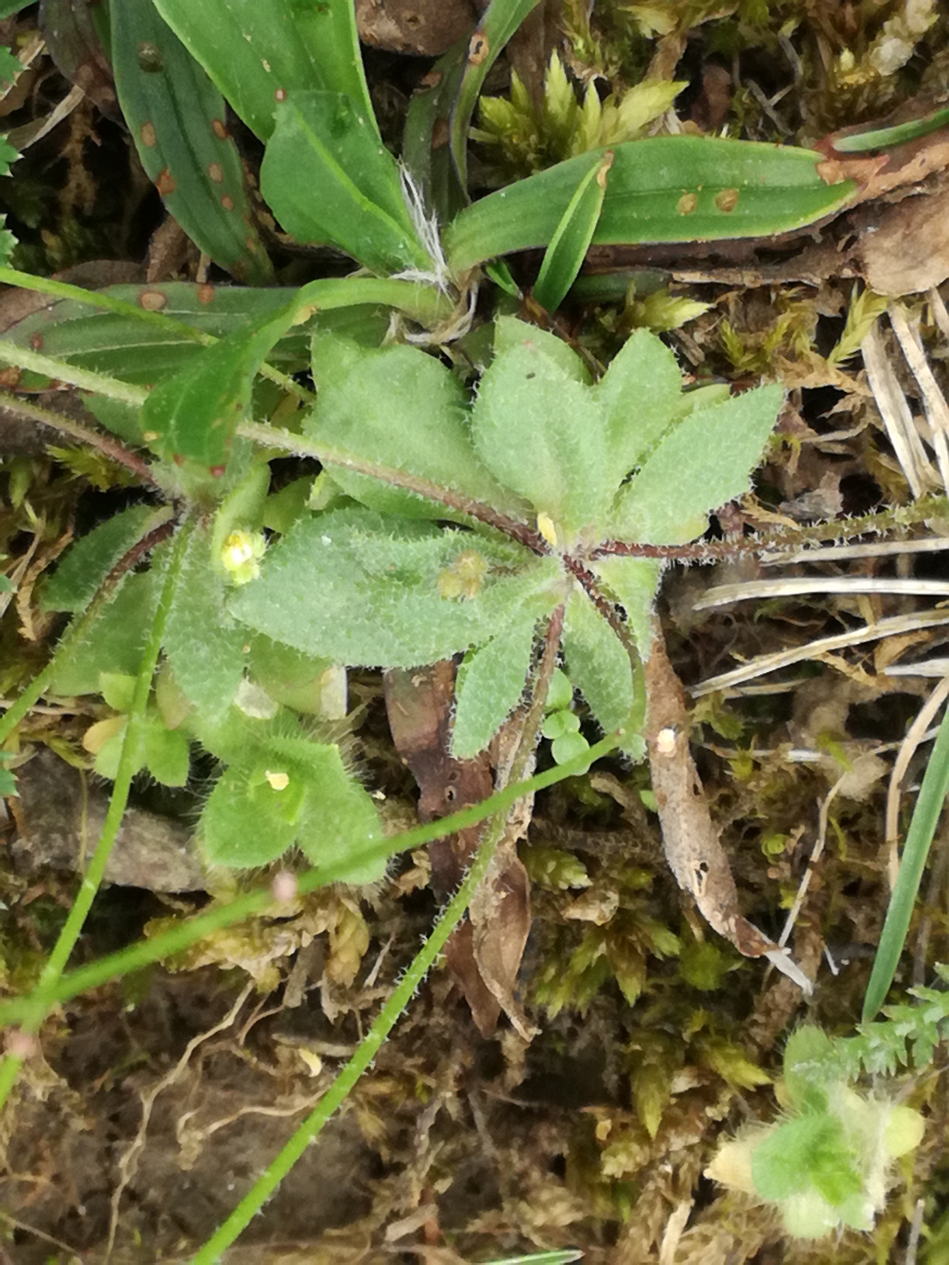 21042018211709 3511 art 1799 img 20180416 141057