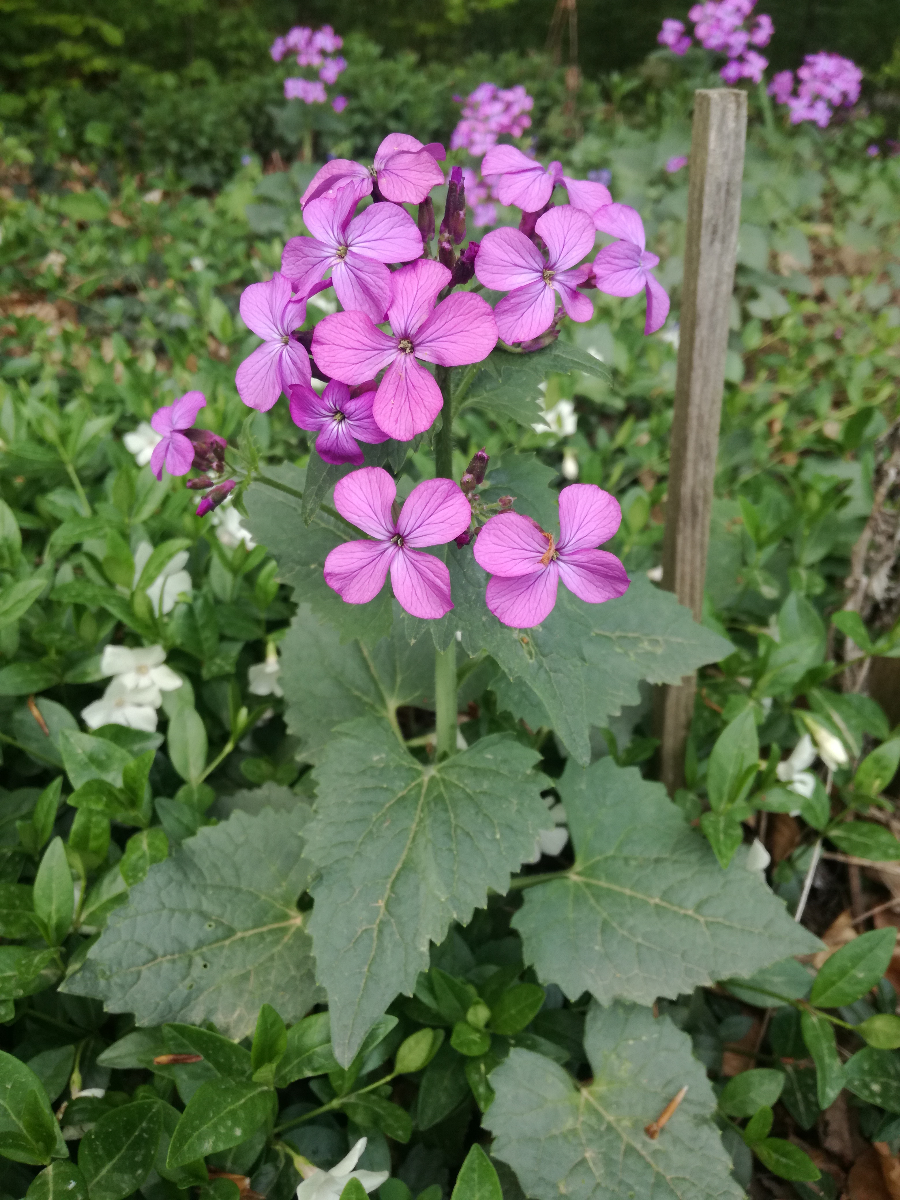 21042018214348 3514 art 2115 img 20180417 184236