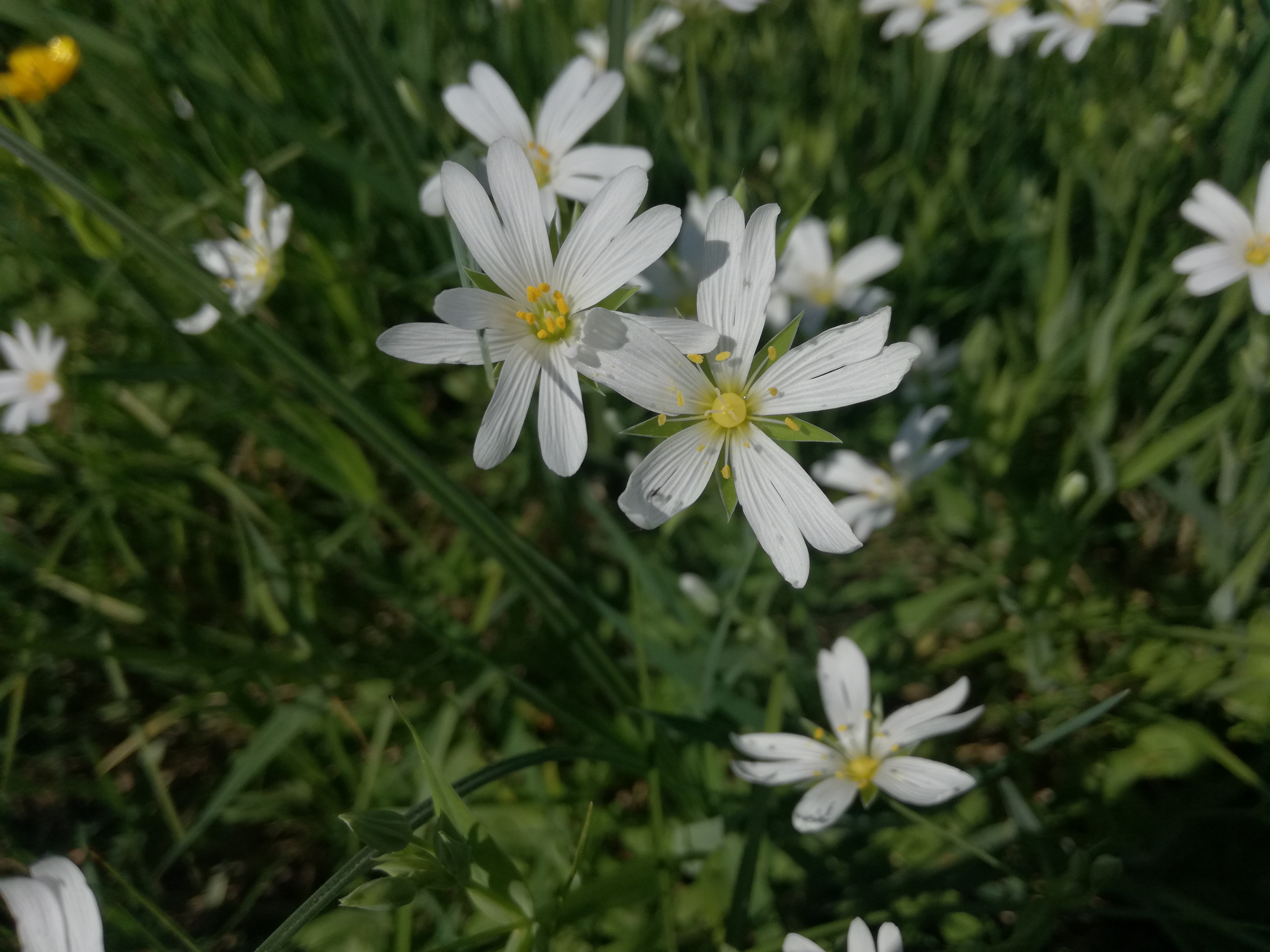 21042018222322 3519 art 701 img 20180419 130609