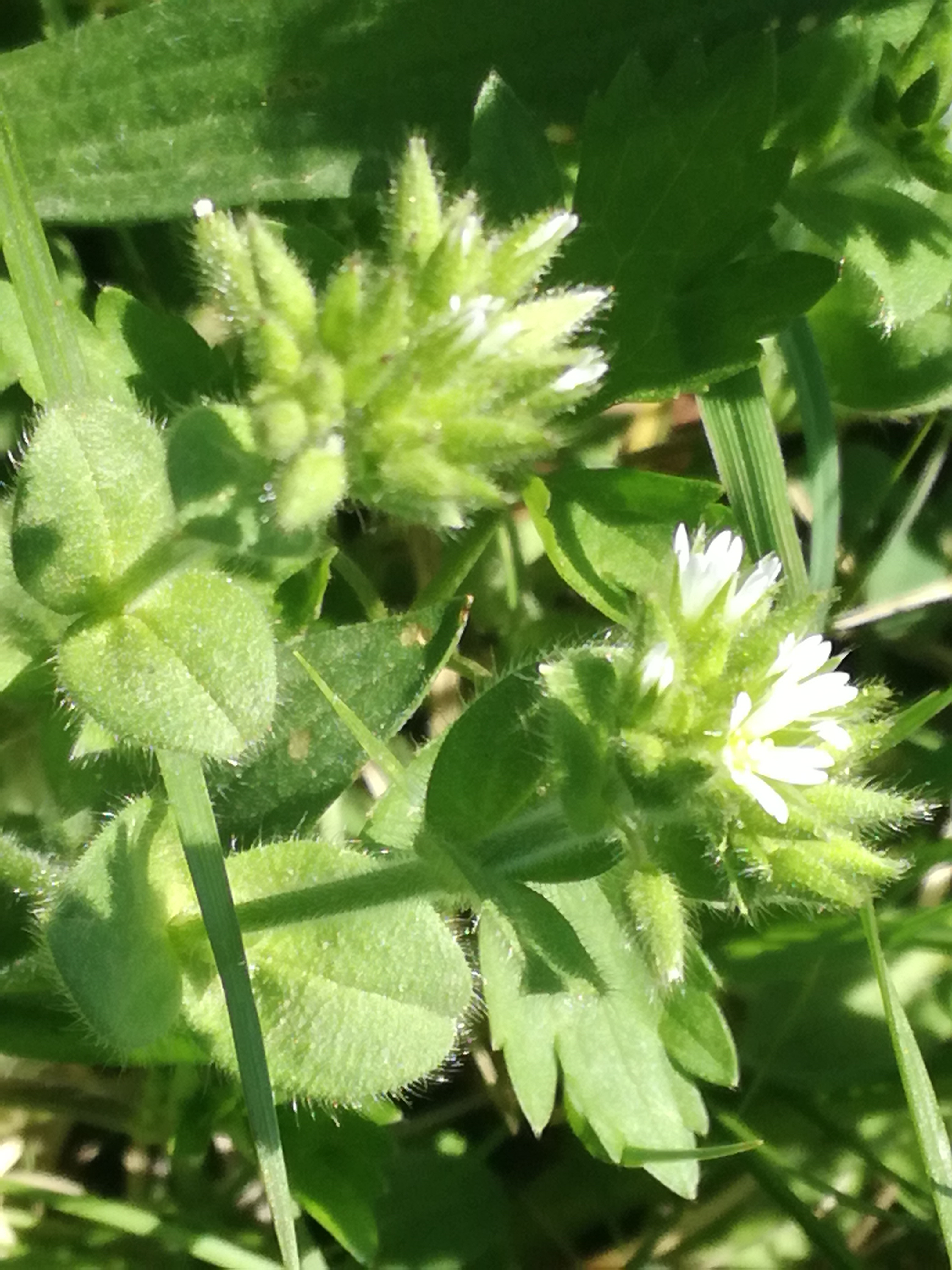 21042018224045 3520 art 2117 img 20180419 132831