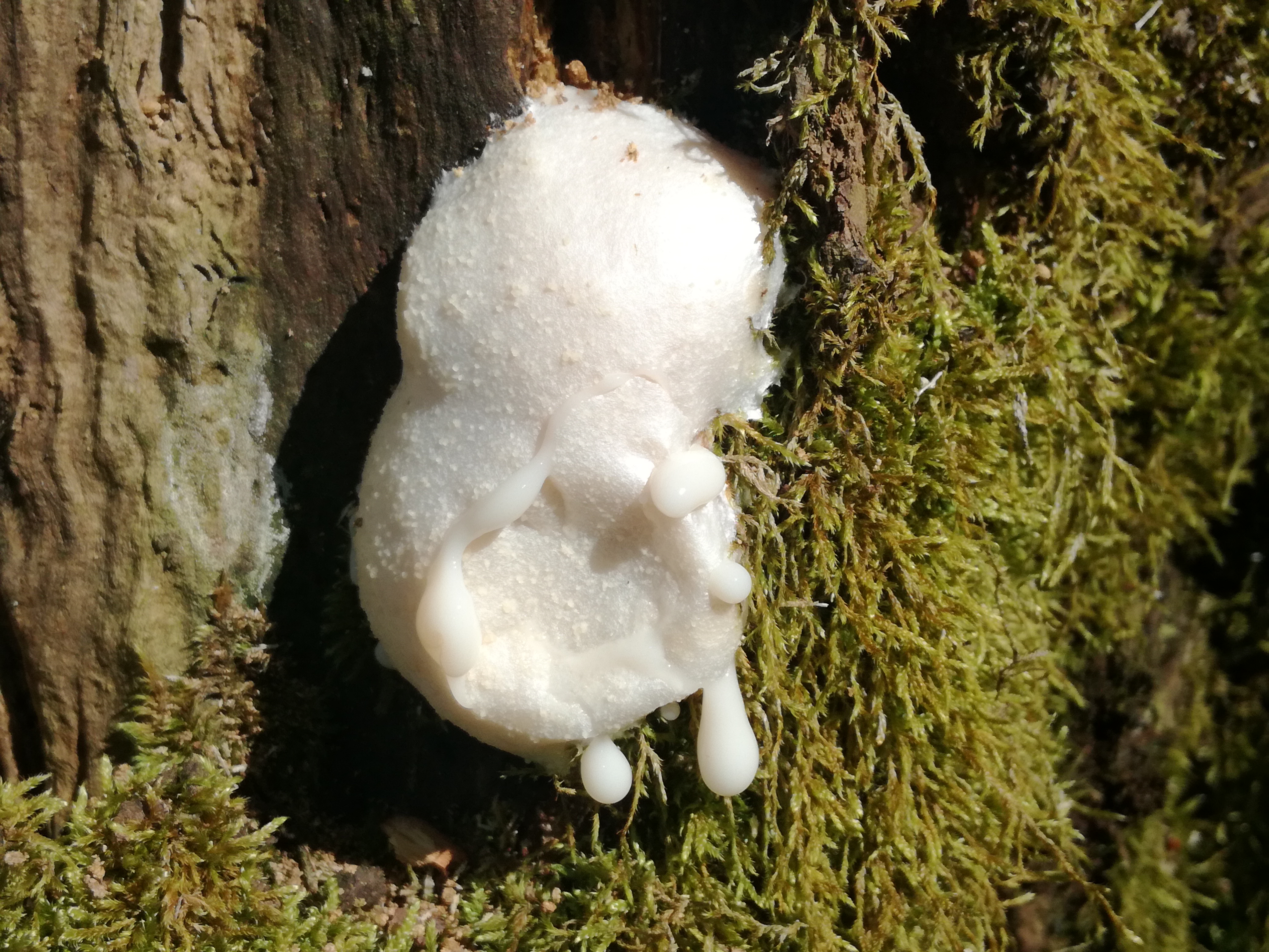 21042018225913 3522 art 2118 img 20180419 140250