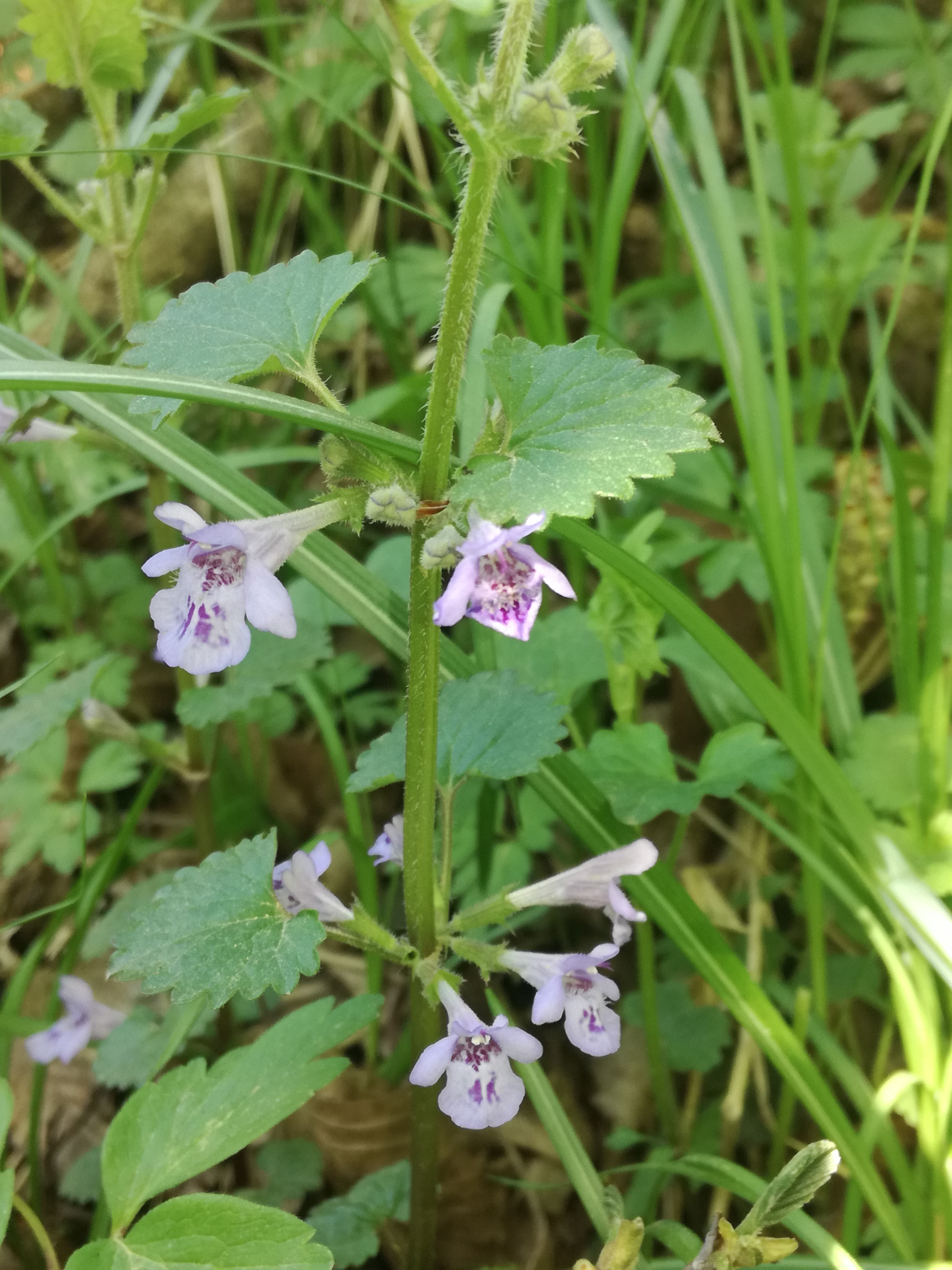 21042018230205 3523 art 1431 img 20180419 140854