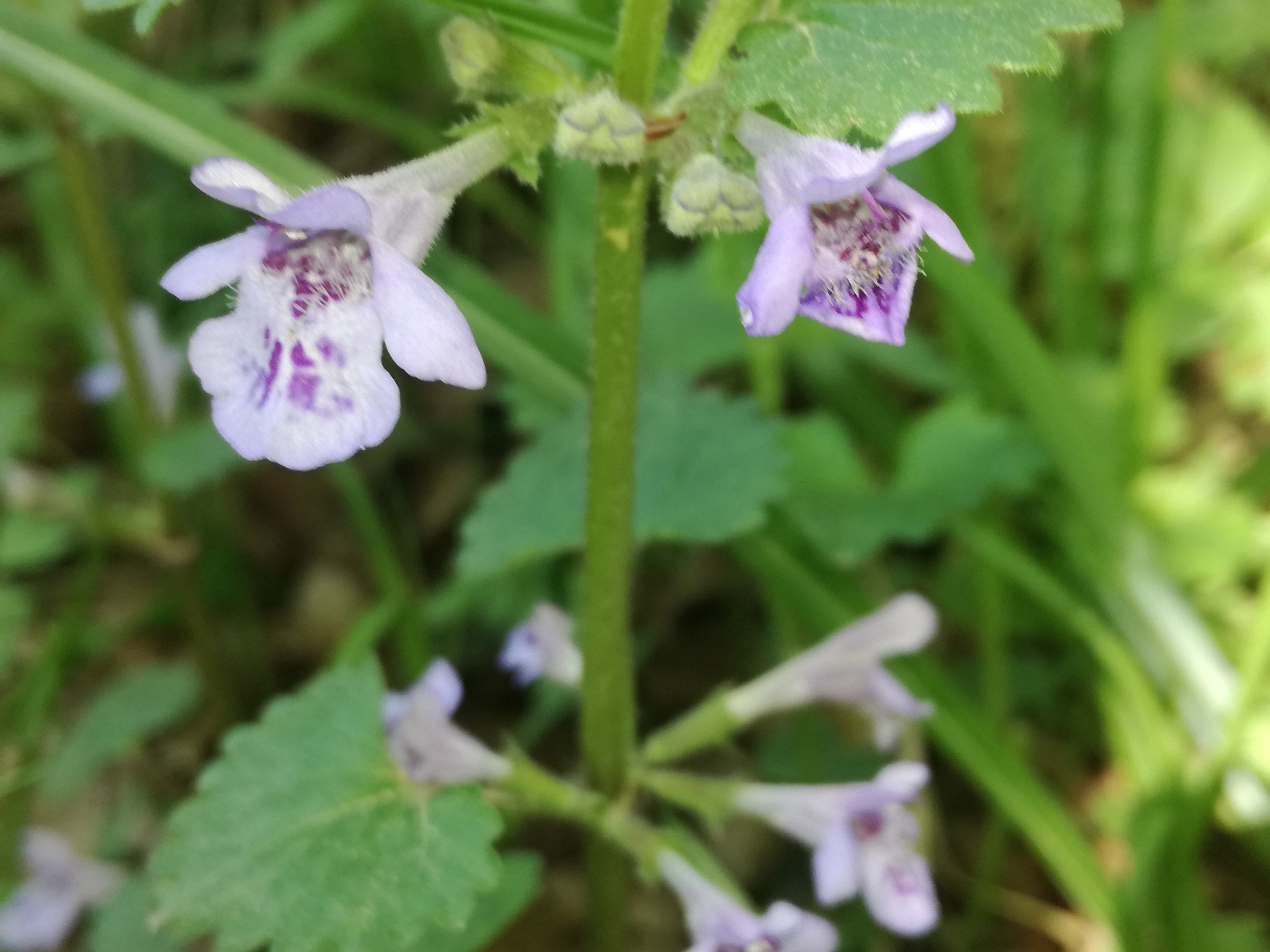 21042018230311 3524 art 1431 img 20180419 140900