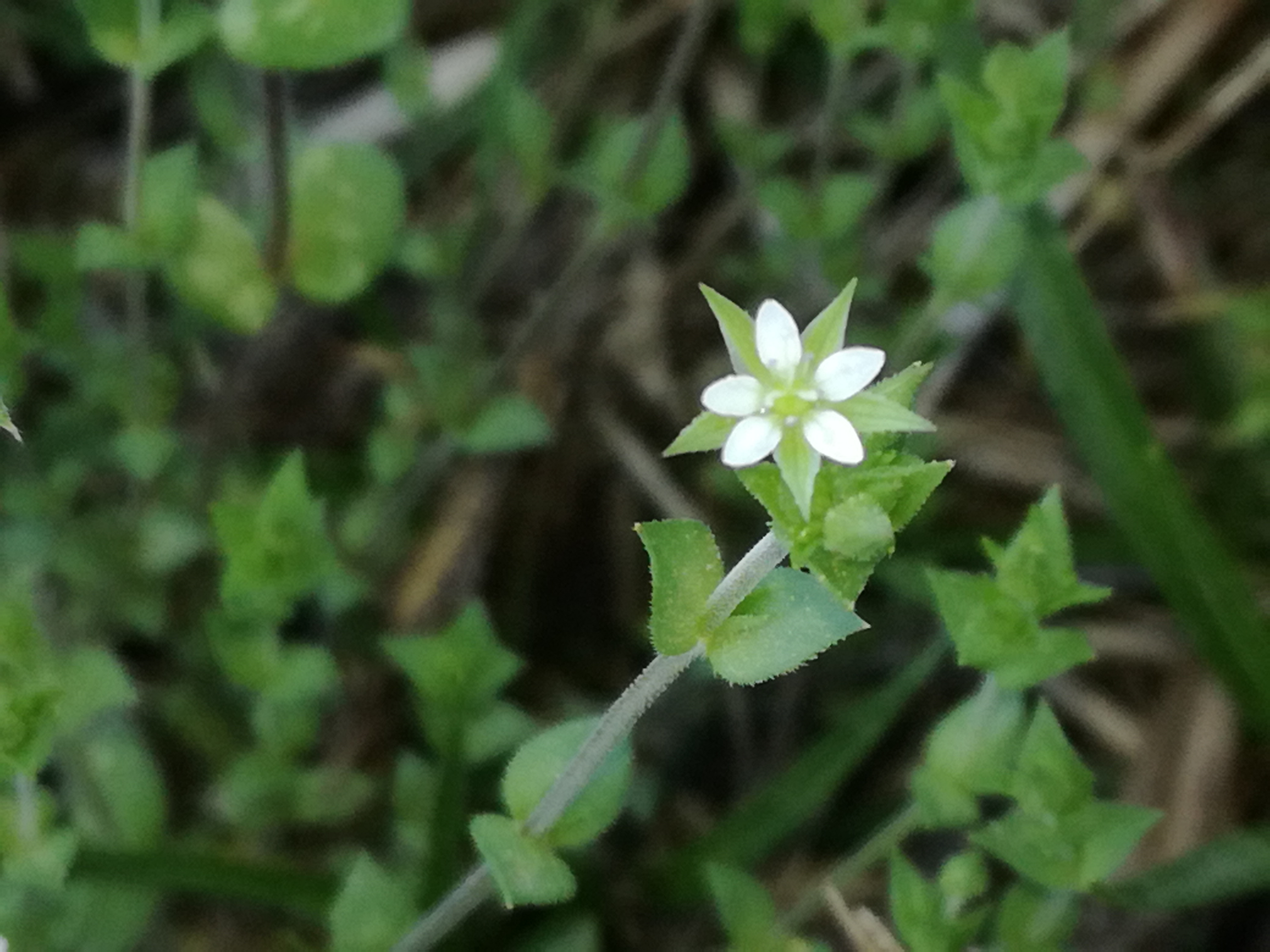 21042018231524 3525 art 2119 img 20180421 103026 2