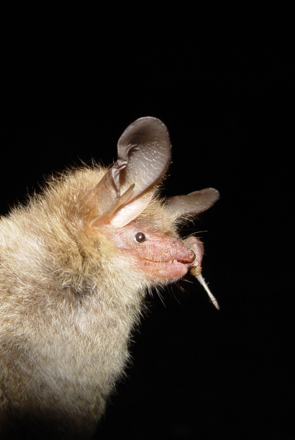 21052013071627 658 art 619 myotis bechsteinii f primoz presetnik