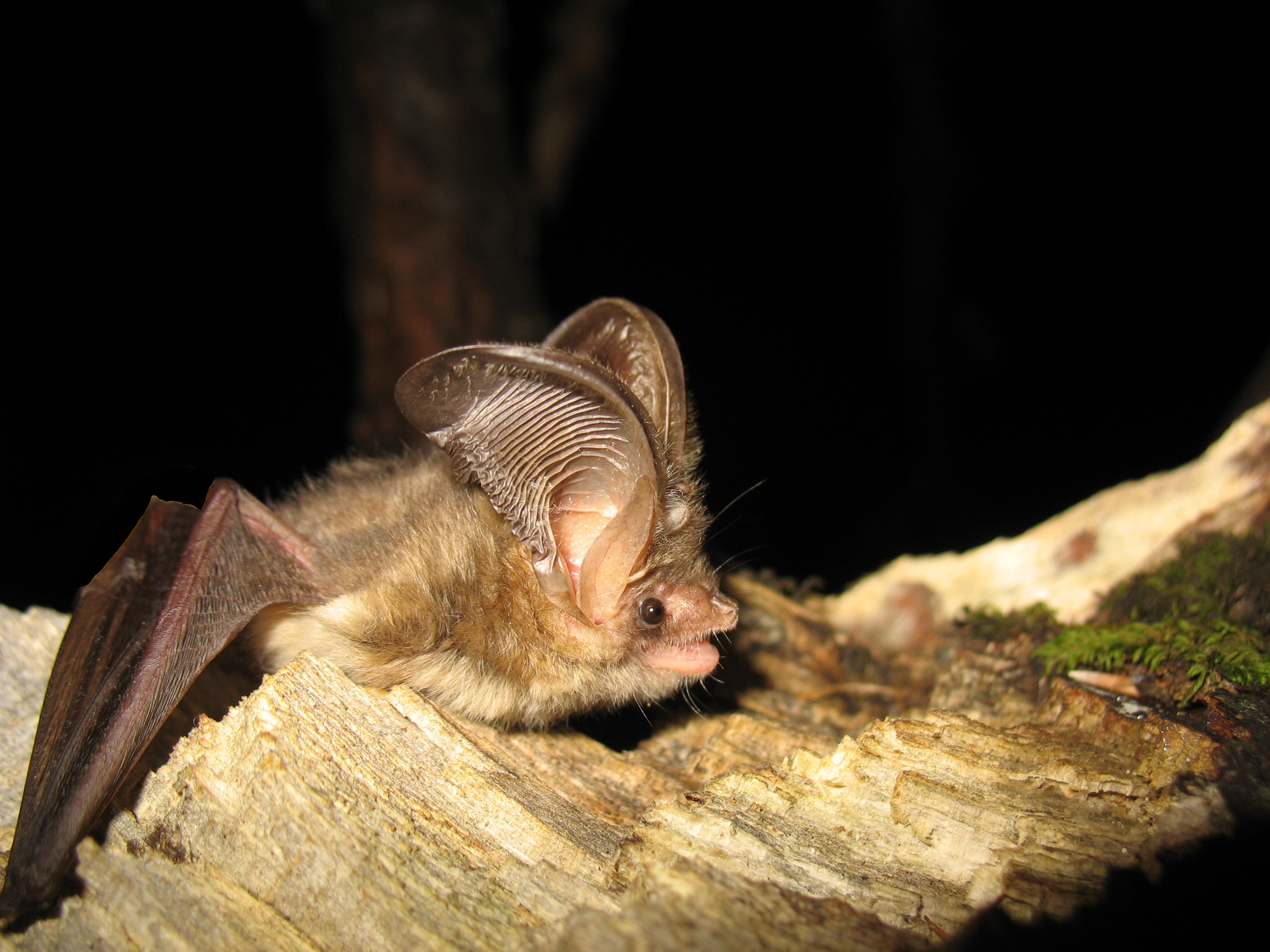 21052013074356 659 art 621 plecotus auritus f primoz presetnik