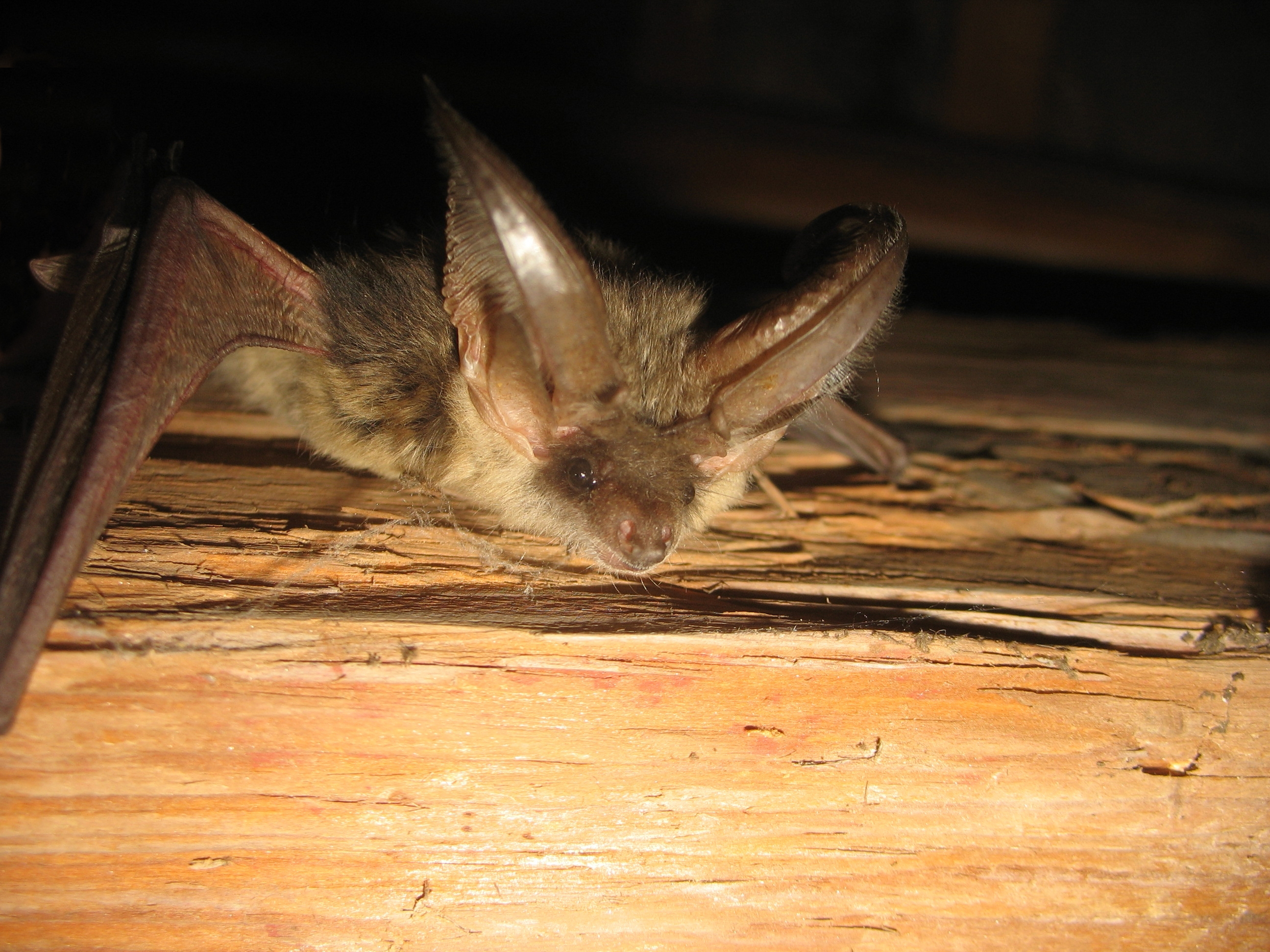 21052013080525 660 art 622 plecotus austriacus f primoz presetnik