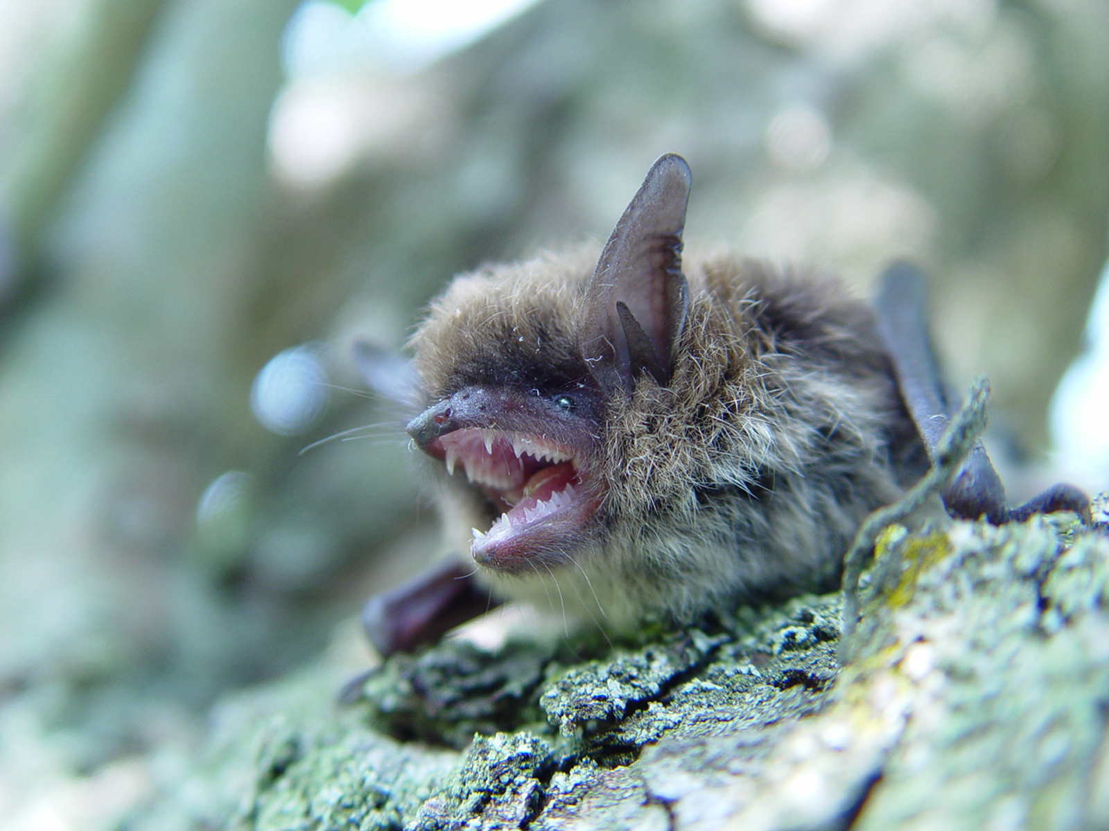 21052013081103 661 art 620 myotis mystacinus f primoz presetnik
