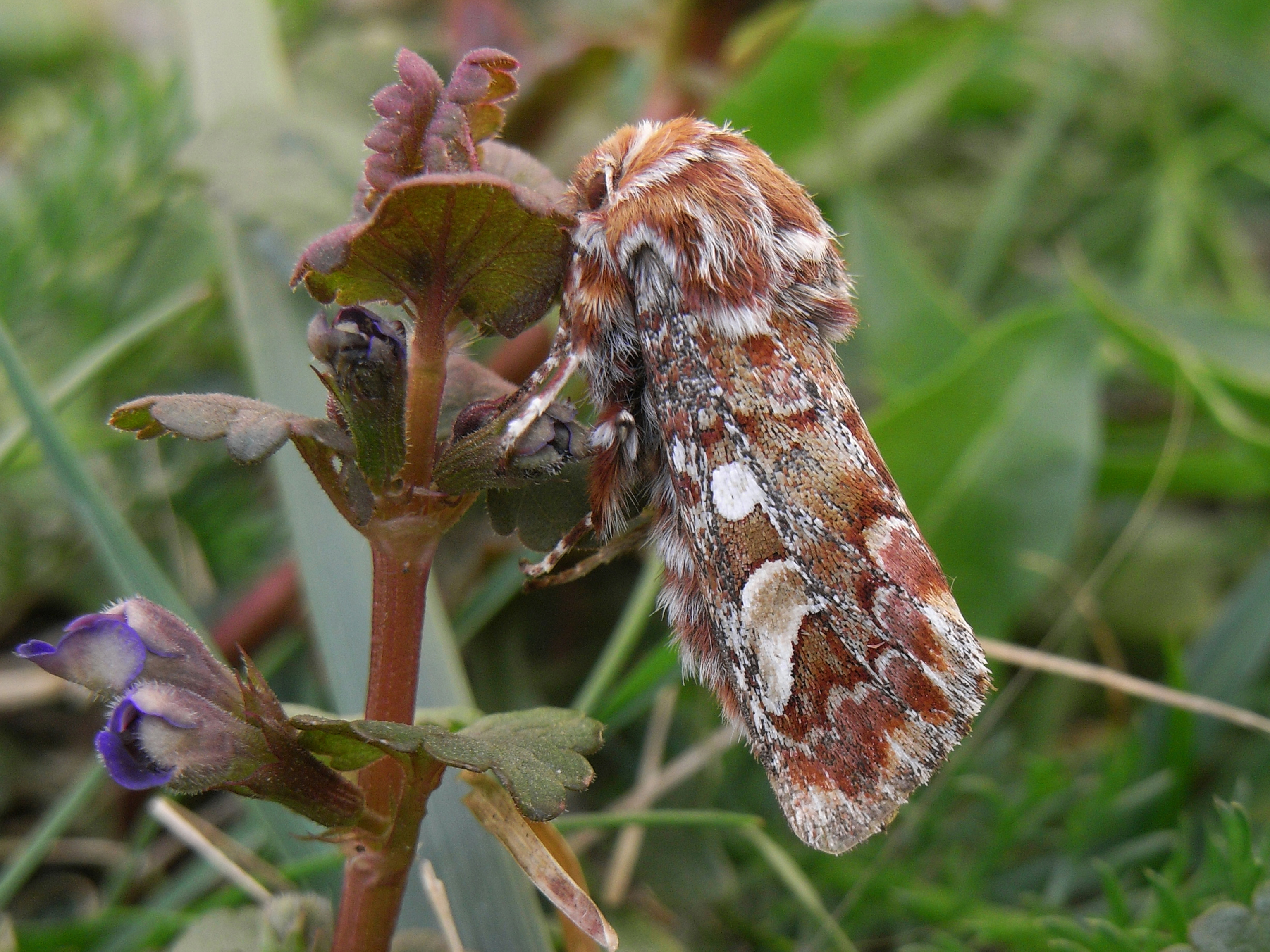 21052013121902 668 art 637 panolis flammea 31a