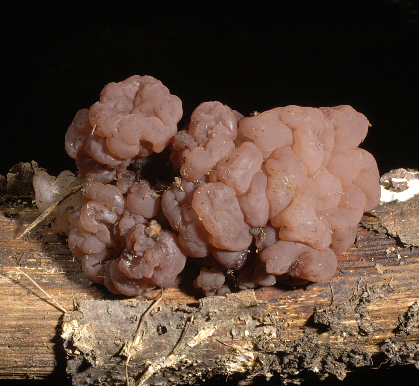 21052013232628 670 art 639 6151 ascotremella faginea e217 kopie