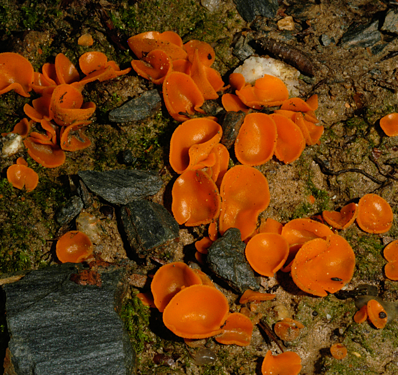 21052013232919 671 art 640 ale aurantia 5180 7 kopie