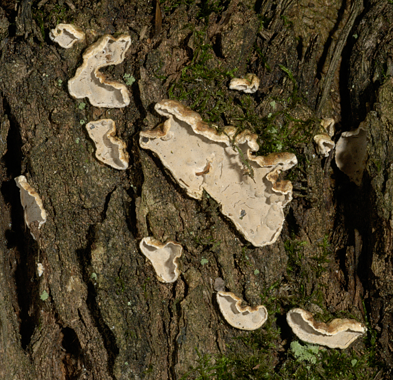 21052013233101 672 art 641 ale disciformis 5053 24 kopie