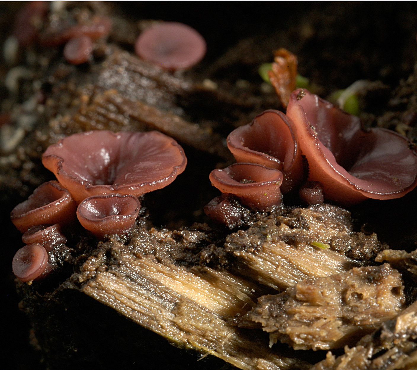 21052013233241 673 art 642 ascoc cylichnium 5153 26 kopie