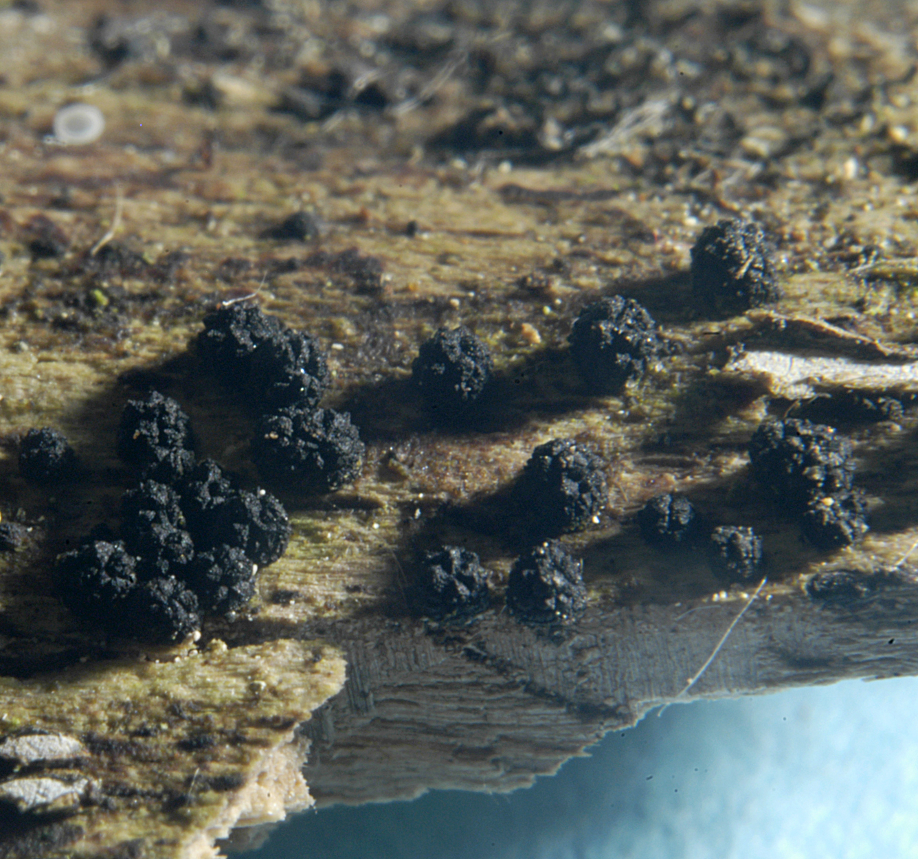 21052013233423 674 art 643 ber moriformis 5261 29 kopie