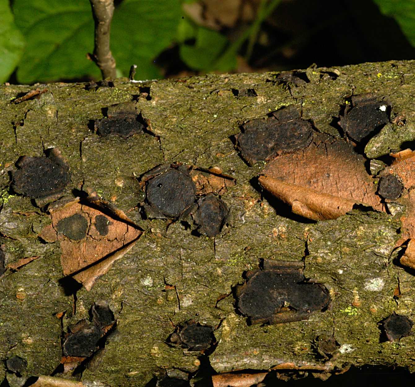 21052013233602 675 art 644 bis granmo 4919 58 kopie