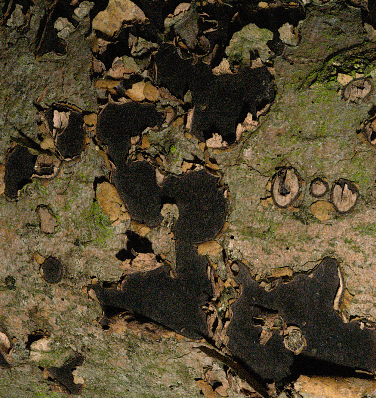 21052013233813 676 art 645 bis nummularia 4961 12 kopie