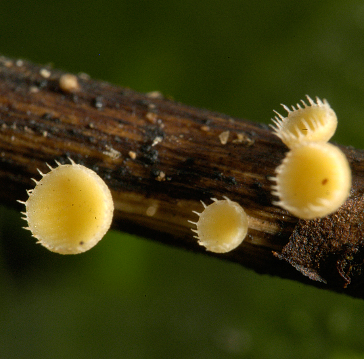 21052013234100 678 art 647 cya coronata 5107 31 kopie