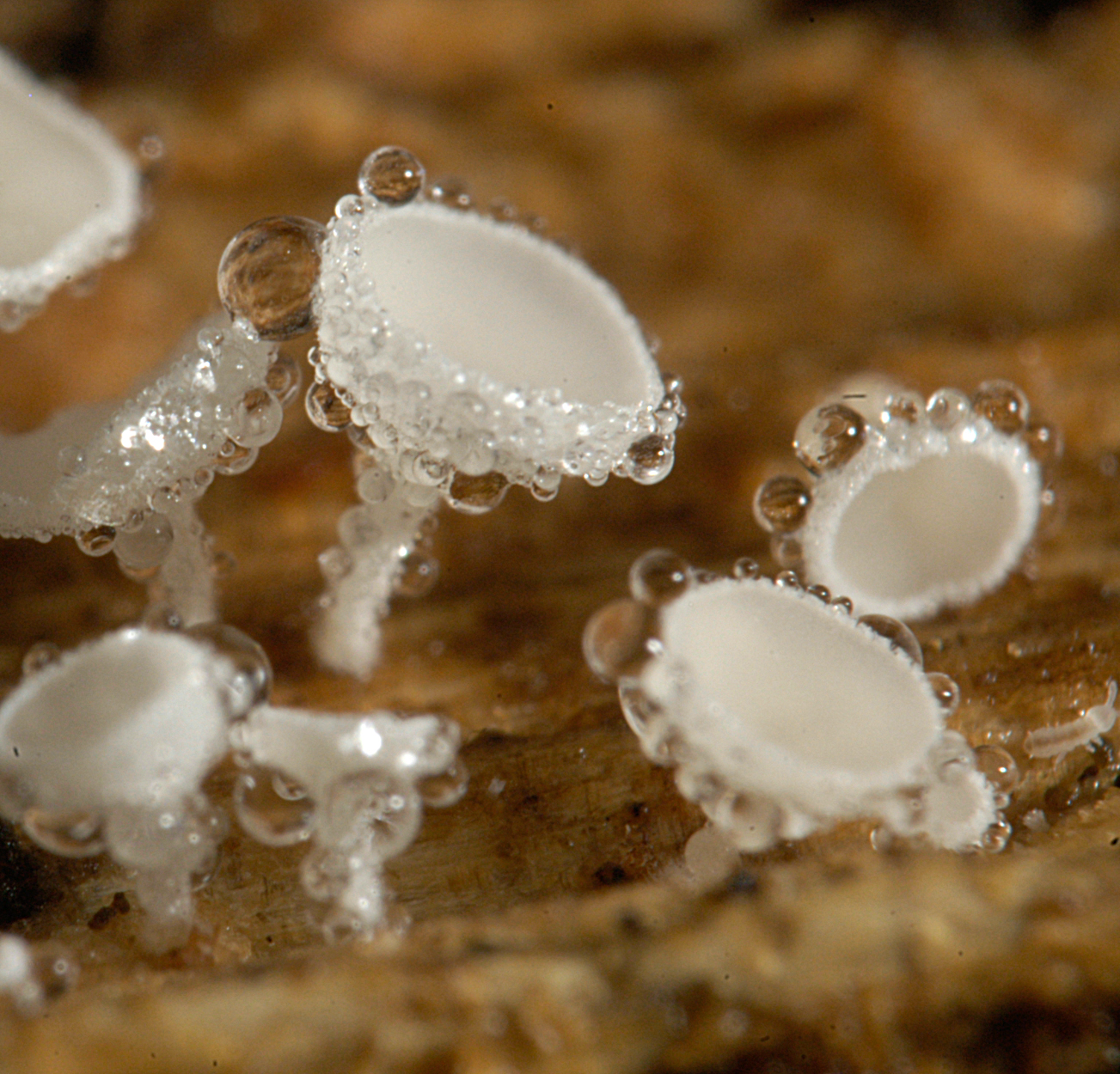 21052013234237 679 art 648 das niveus 5145 18 kopie