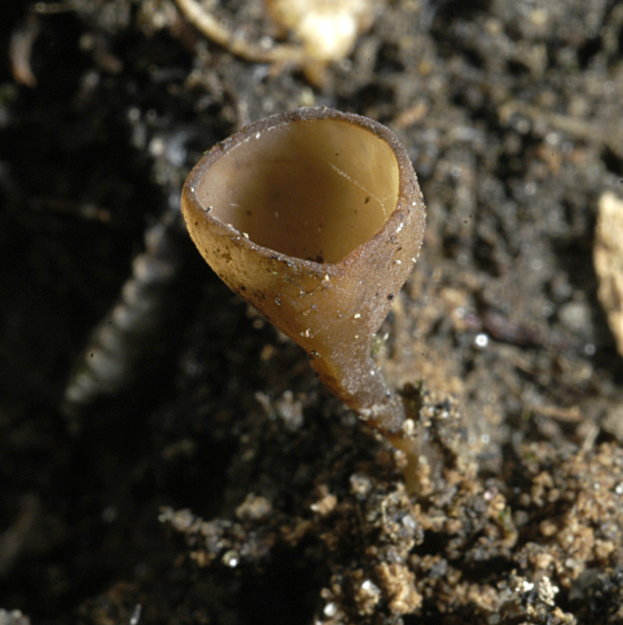 21052013234410 680 art 649 dum tuberosa 5234 25 kopie