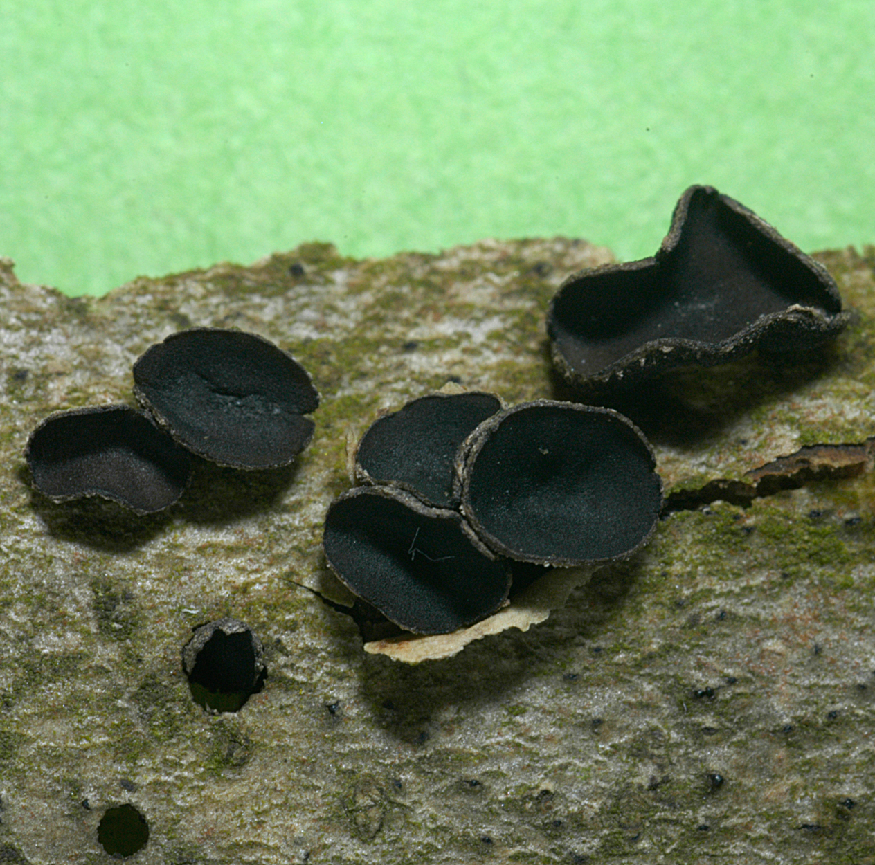 21052013234542 681 art 650 enc fascicularis 5223 a4 kopie