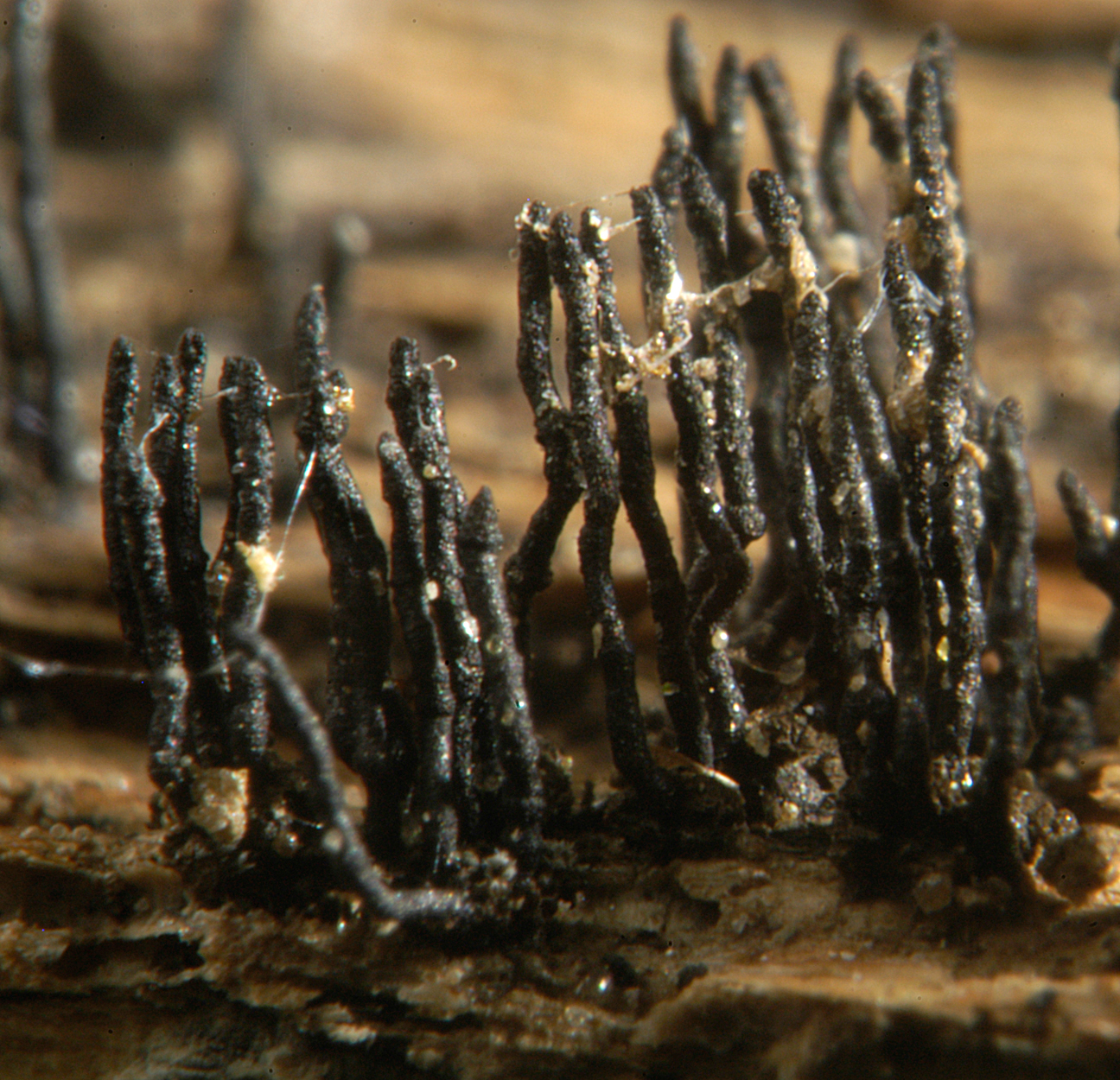 21052013234714 682 art 651 eut scoparia 5016 34 kopie