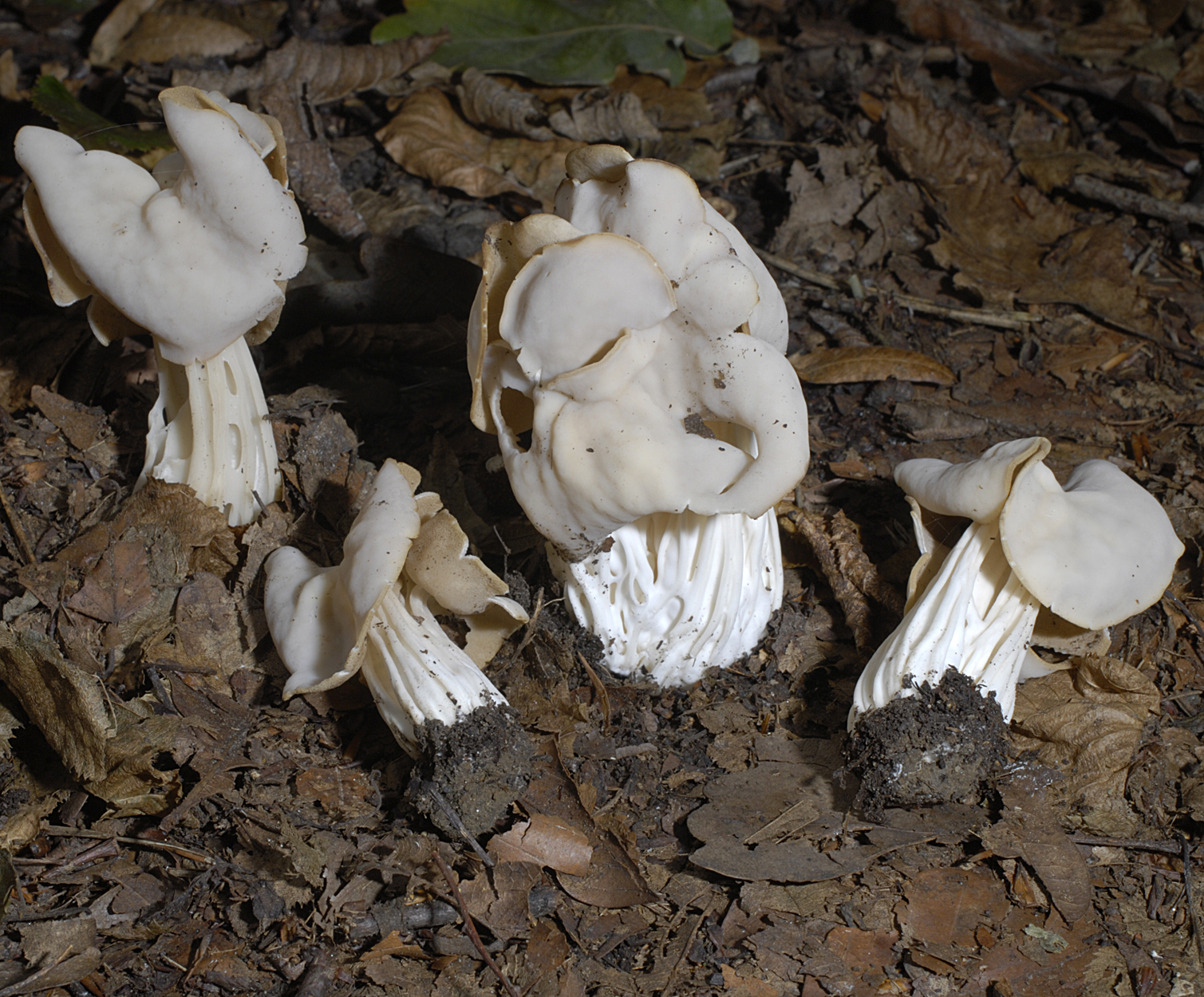 21052013234853 683 art 652 hel crispa 5661 34 kopie