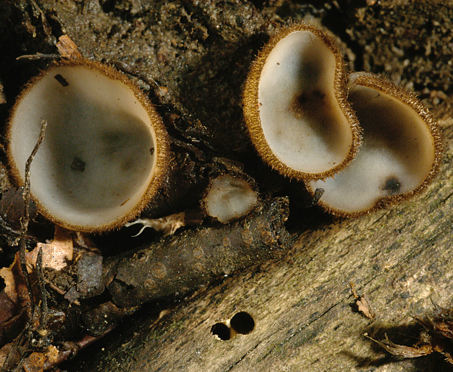 21052013235014 684 art 653 hum hemisphaerica 4948 22 kopie