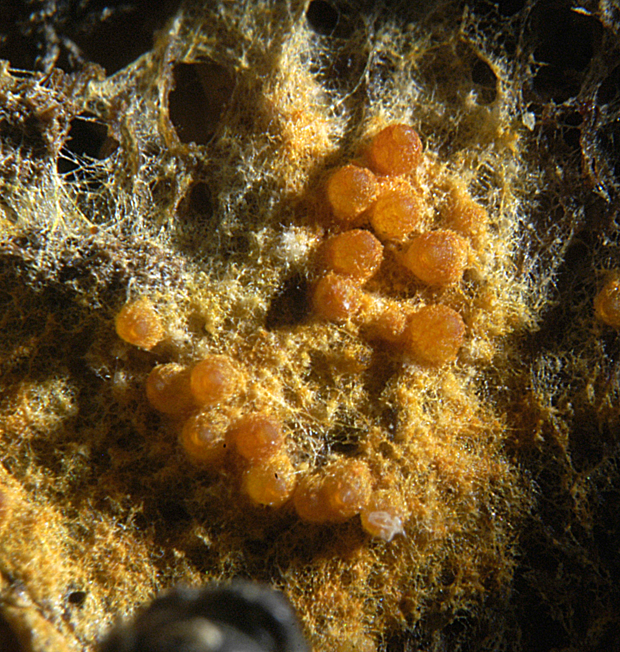 21052013235151 685 art 654 hyp aurantius 5257 14 kopie